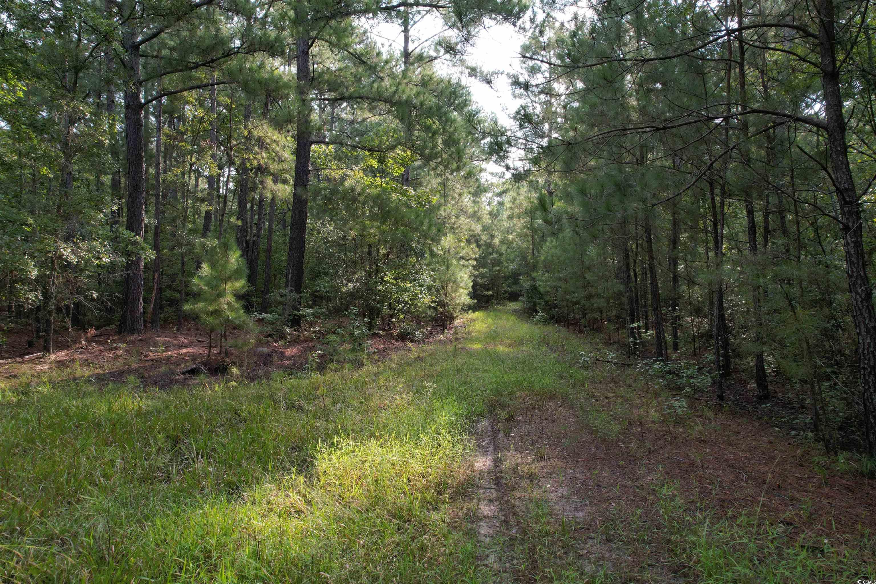Tbd Mackey Road Greeleyville, SC 29056 - Photo 1 of 36 Gallery Image 1