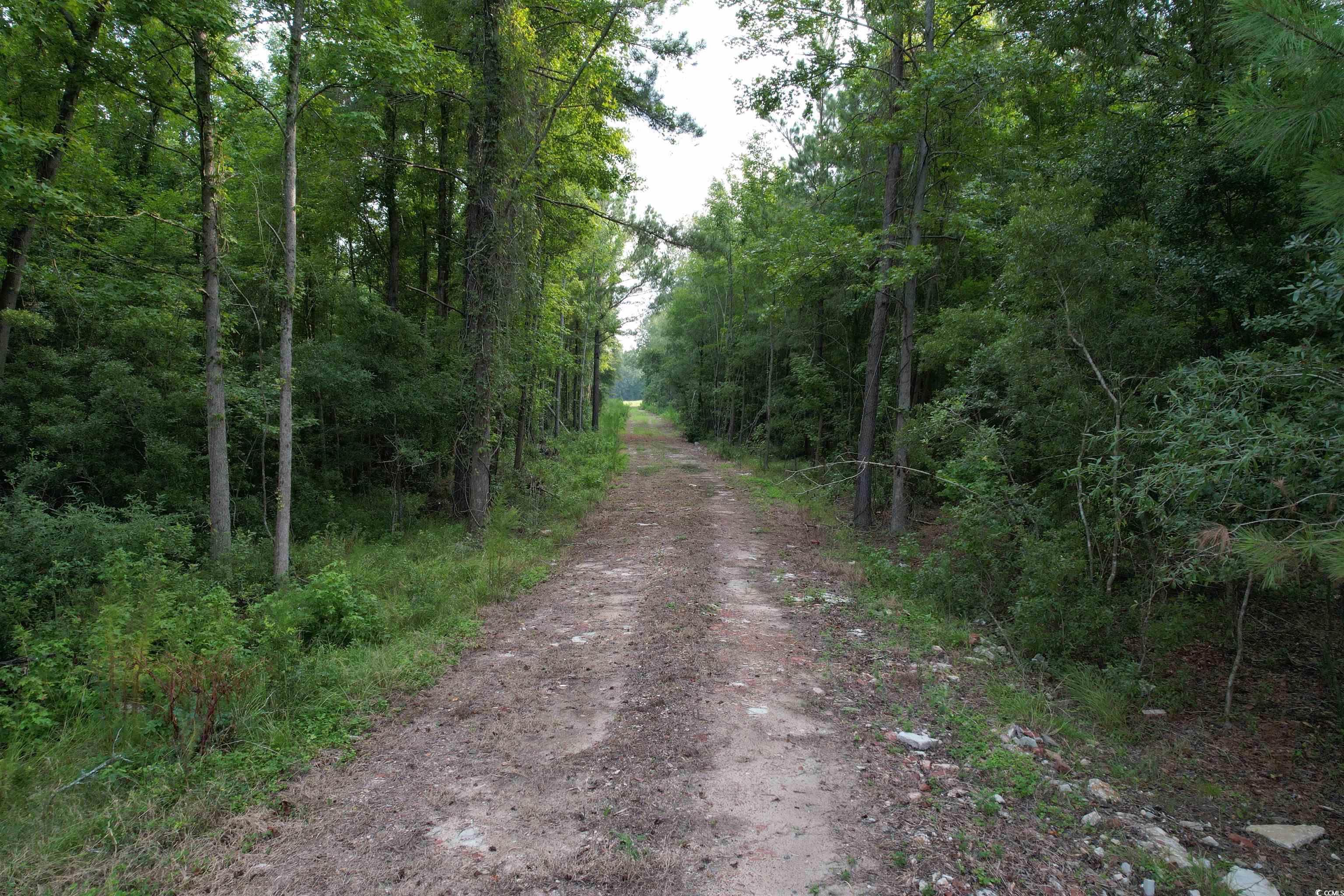 Tbd Mackey Road Greeleyville, SC 29056 - Photo 12 of 36 Gallery Image 12