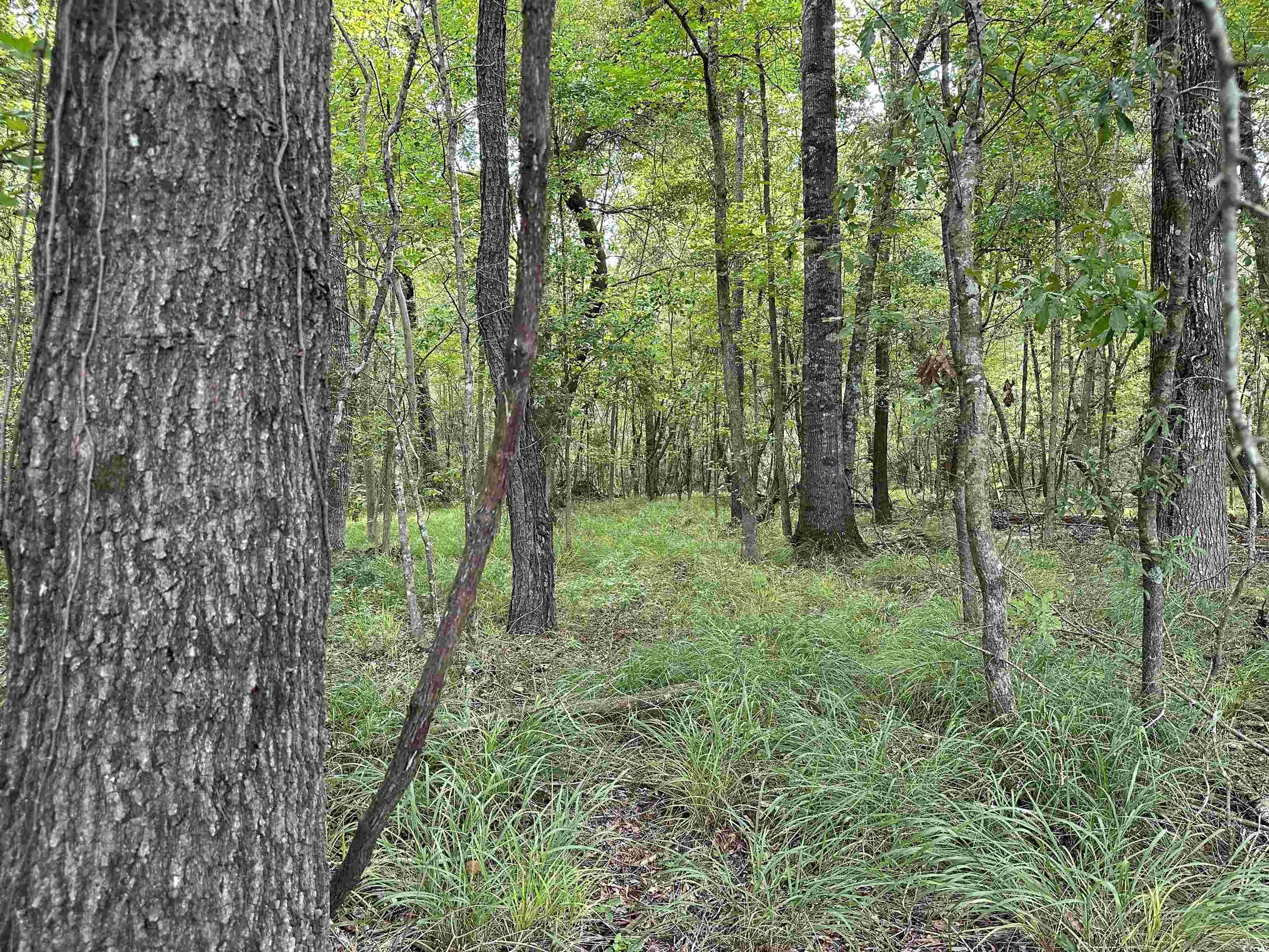 Tbd Mackey Road Greeleyville, SC 29056 - Photo 13 of 36 Gallery Image 13