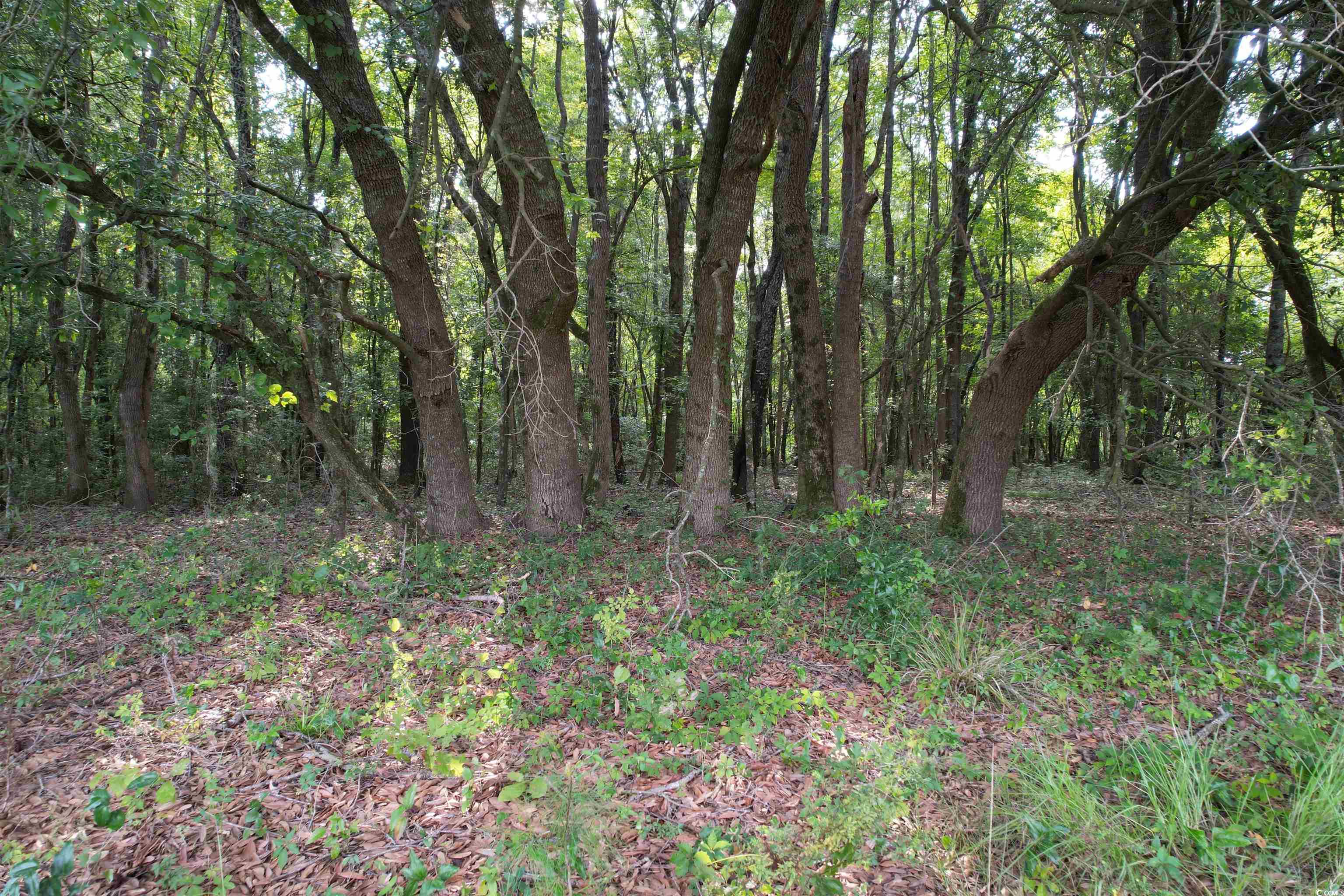 Tbd Mackey Road Greeleyville, SC 29056 - Photo 14 of 36 Gallery Image 14