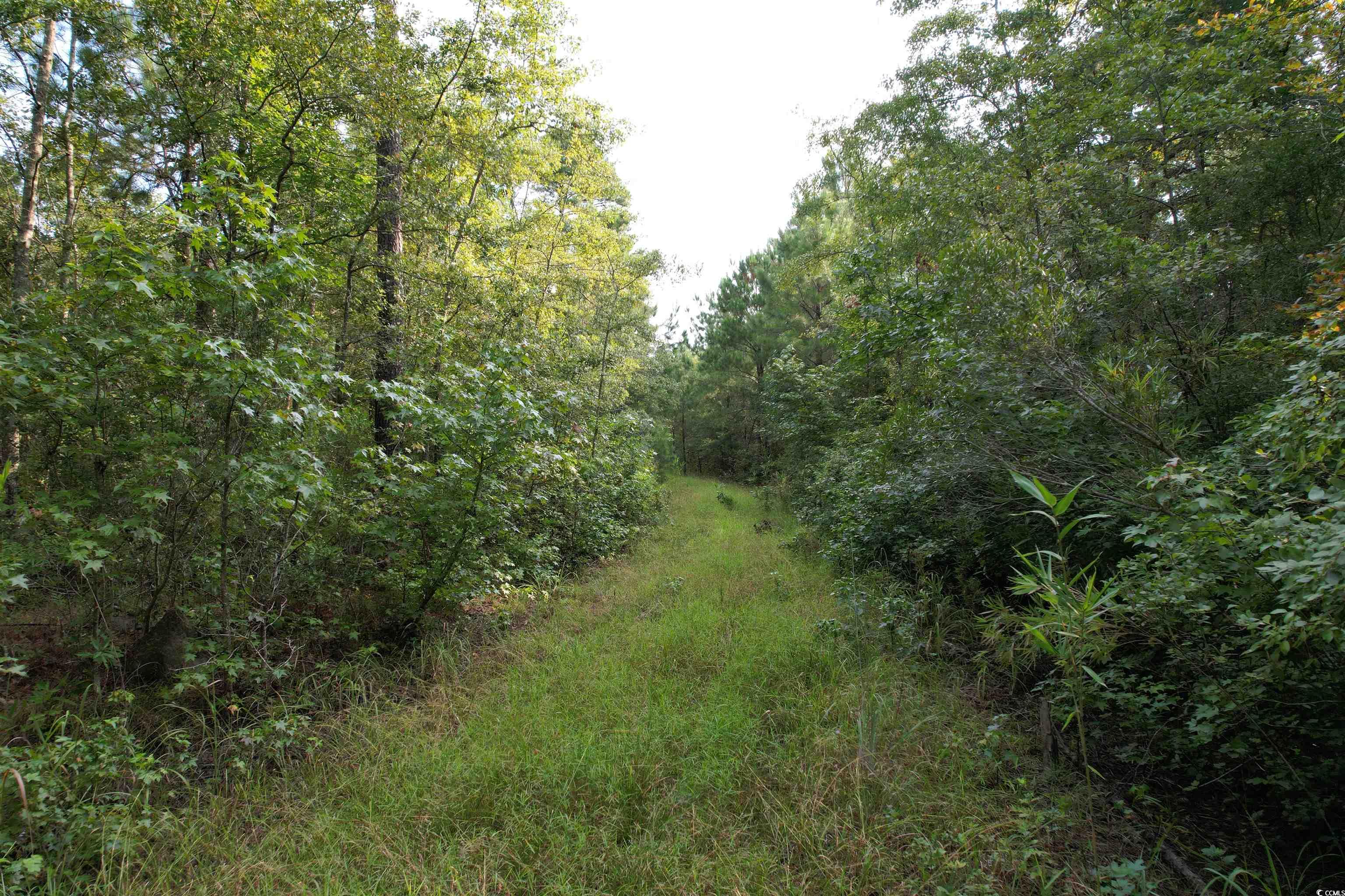 Tbd Mackey Road Greeleyville, SC 29056 - Photo 16 of 36 Gallery Image 16