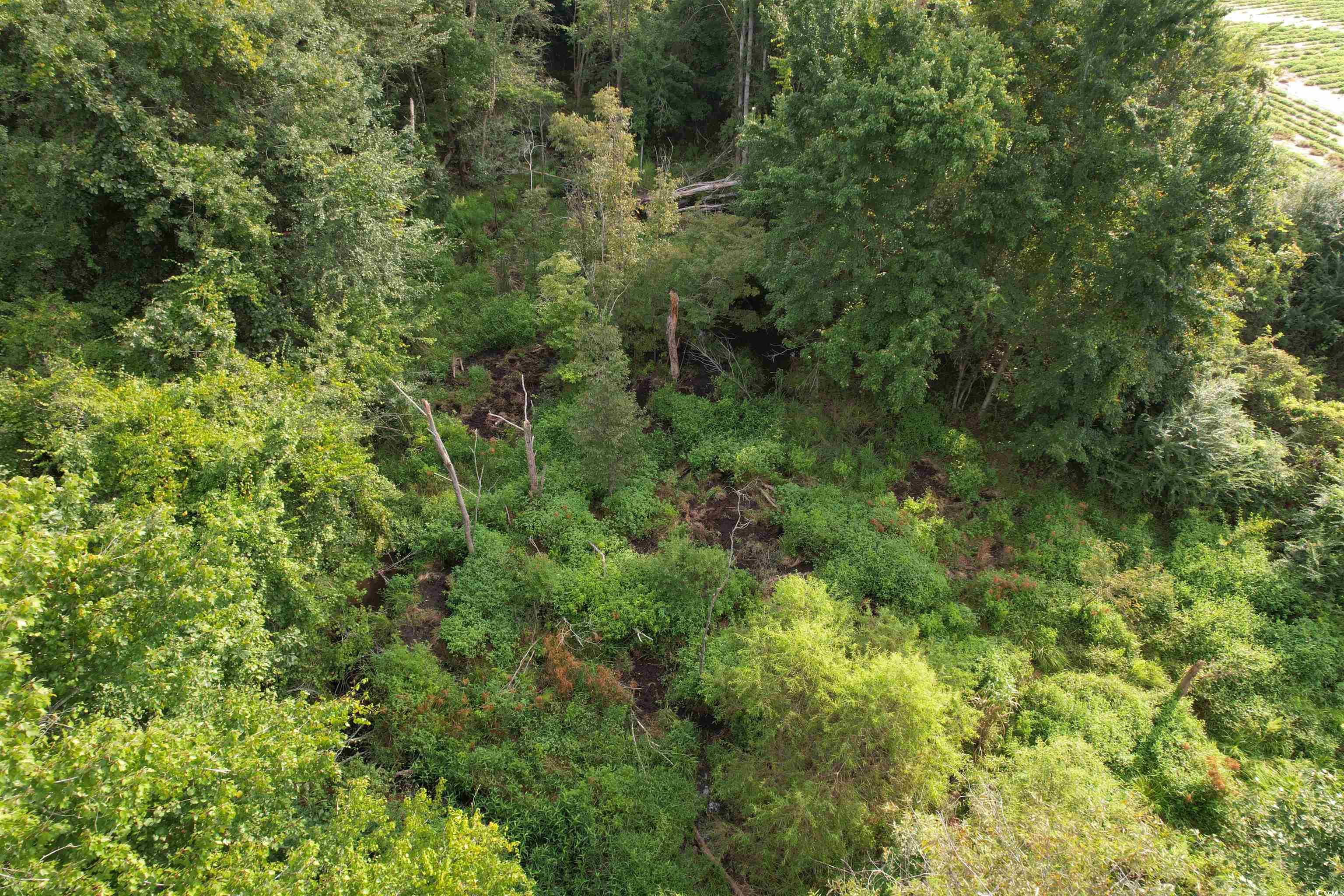 Tbd Mackey Road Greeleyville, SC 29056 - Photo 17 of 36 Gallery Image 17