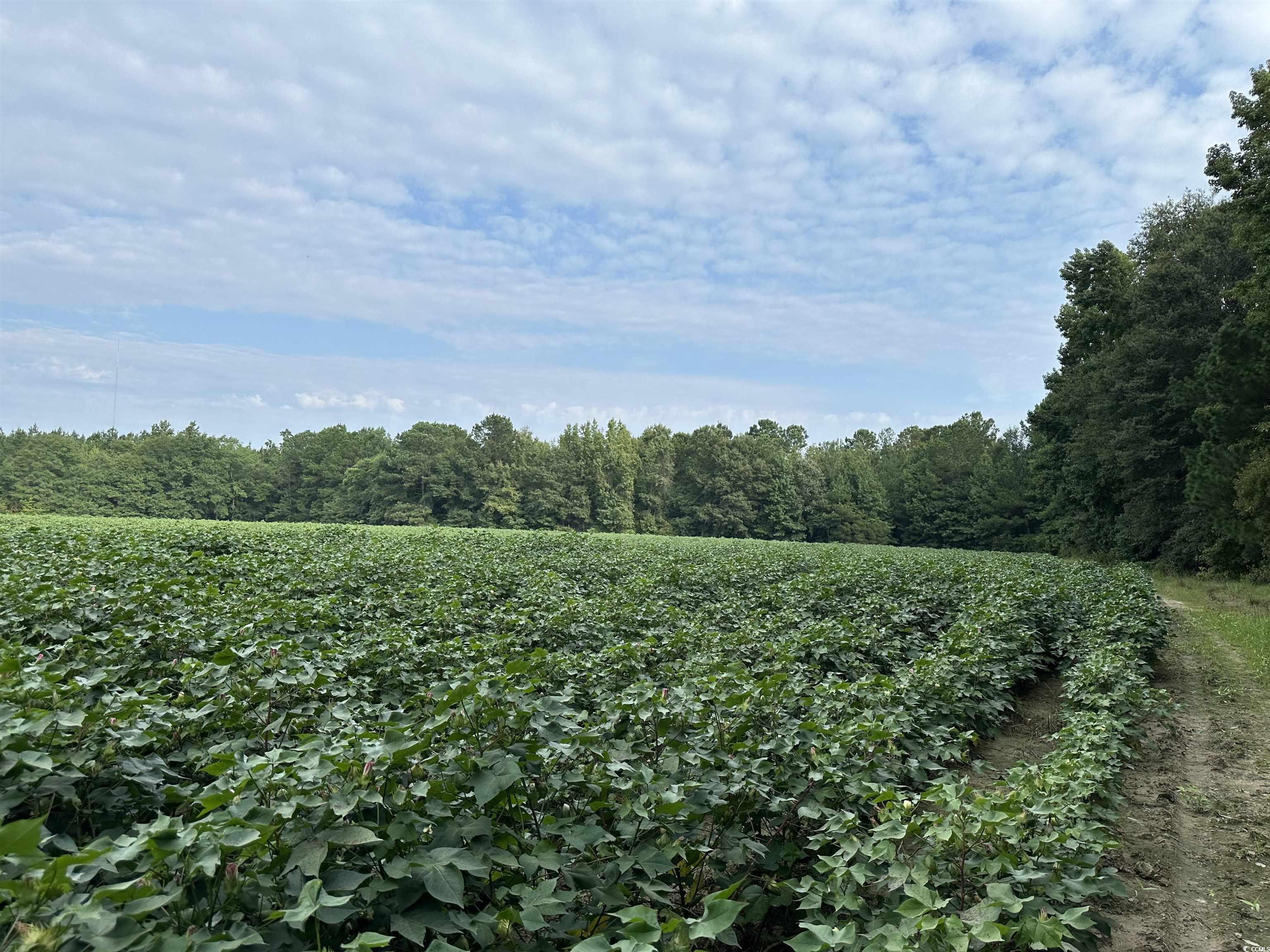 Tbd Mackey Road Greeleyville, SC 29056 - Photo 2 of 36 Gallery Image 2