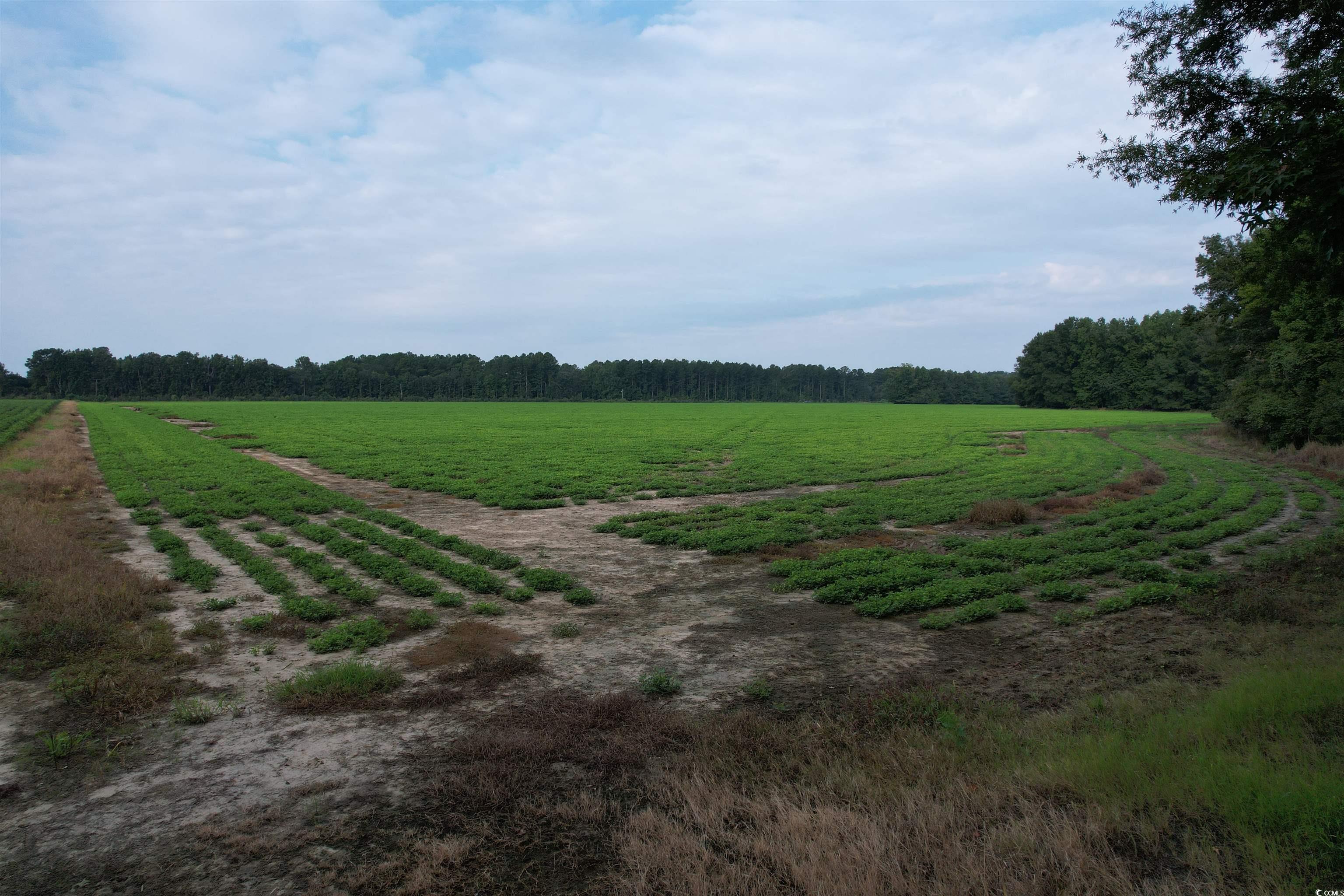 Tbd Mackey Road Greeleyville, SC 29056 - Photo 21 of 36 Gallery Image 21