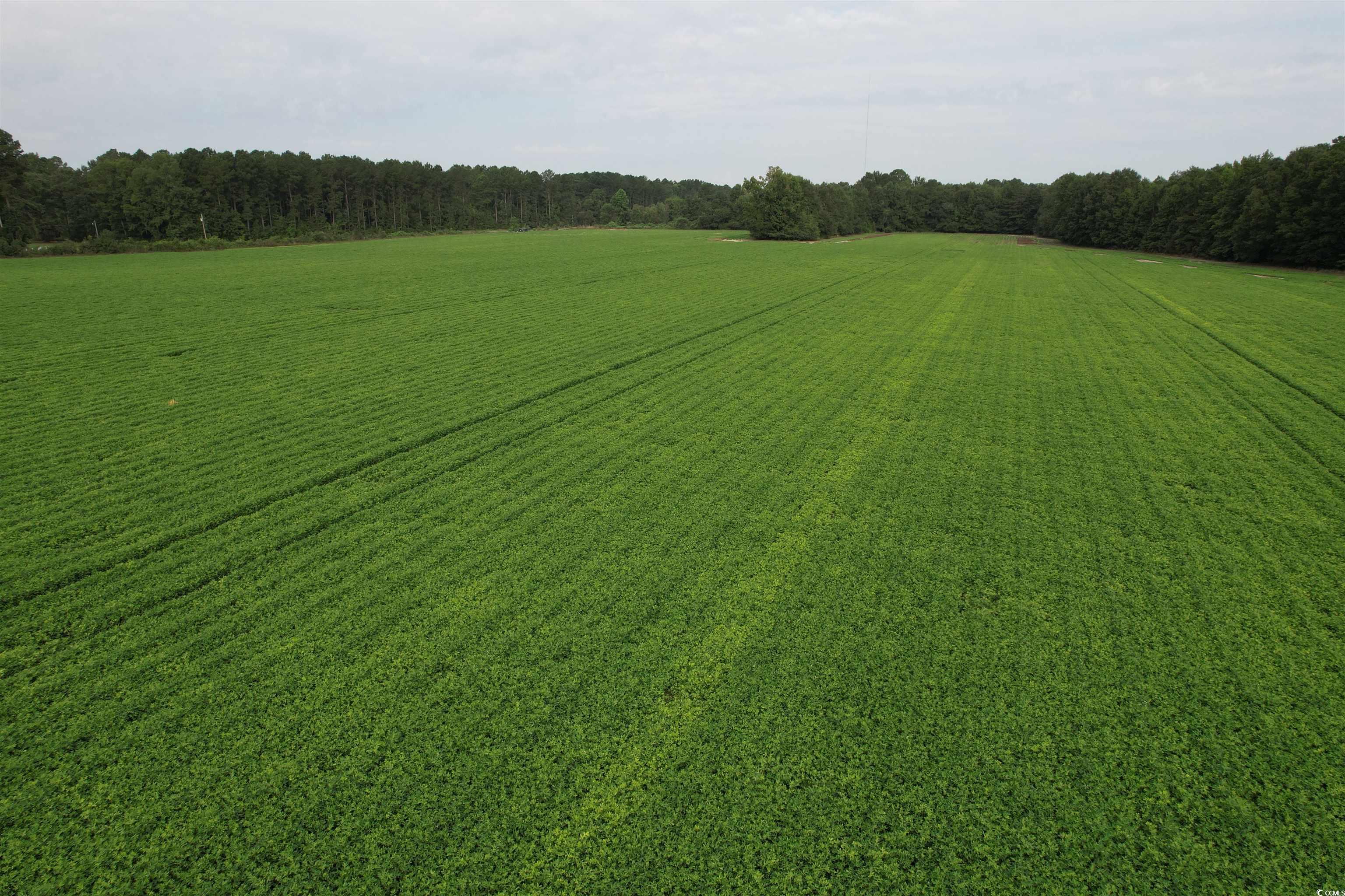 Tbd Mackey Road Greeleyville, SC 29056 - Photo 22 of 36 Gallery Image 22