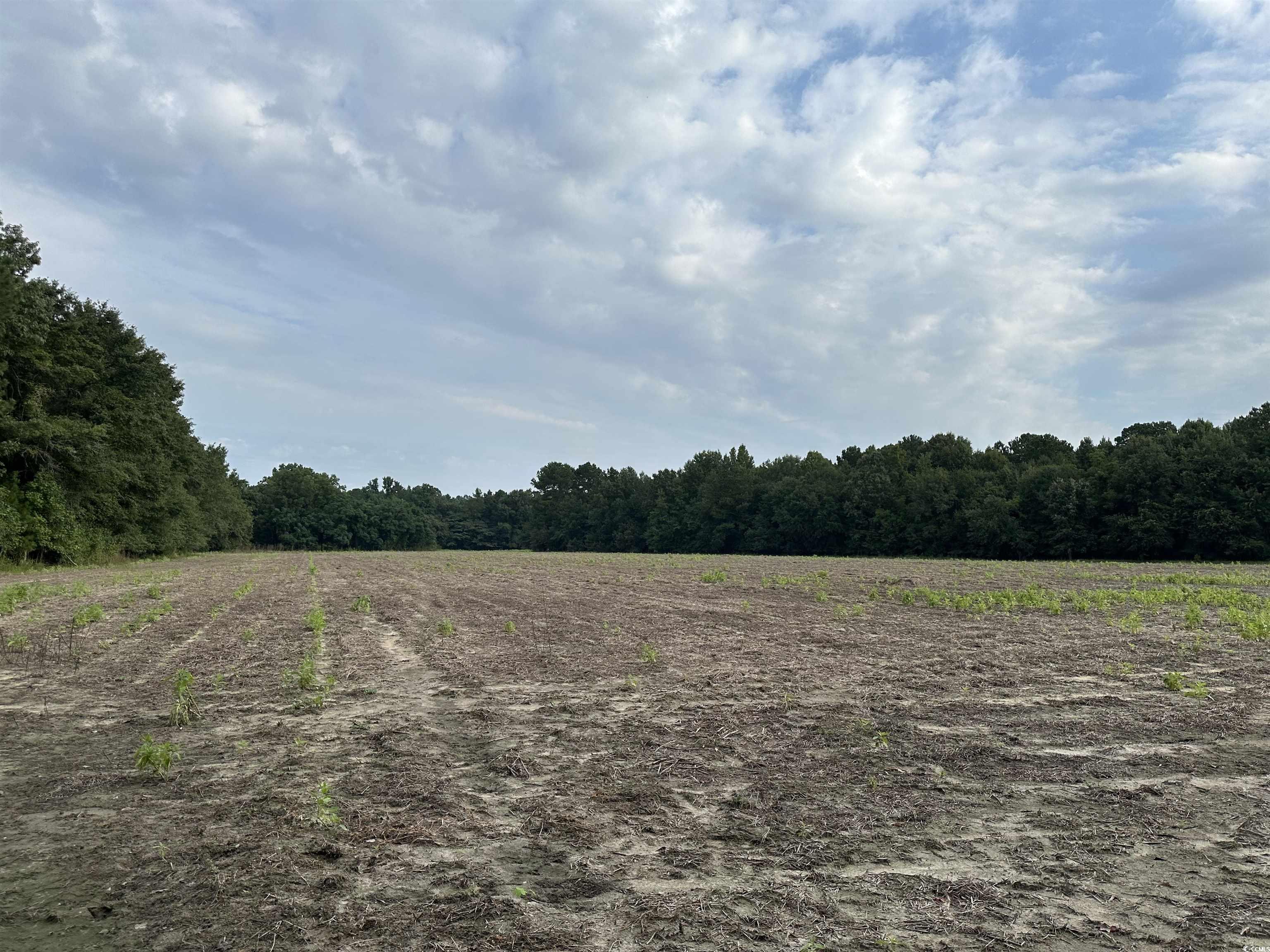Tbd Mackey Road Greeleyville, SC 29056 - Photo 5 of 36 Gallery Image 5