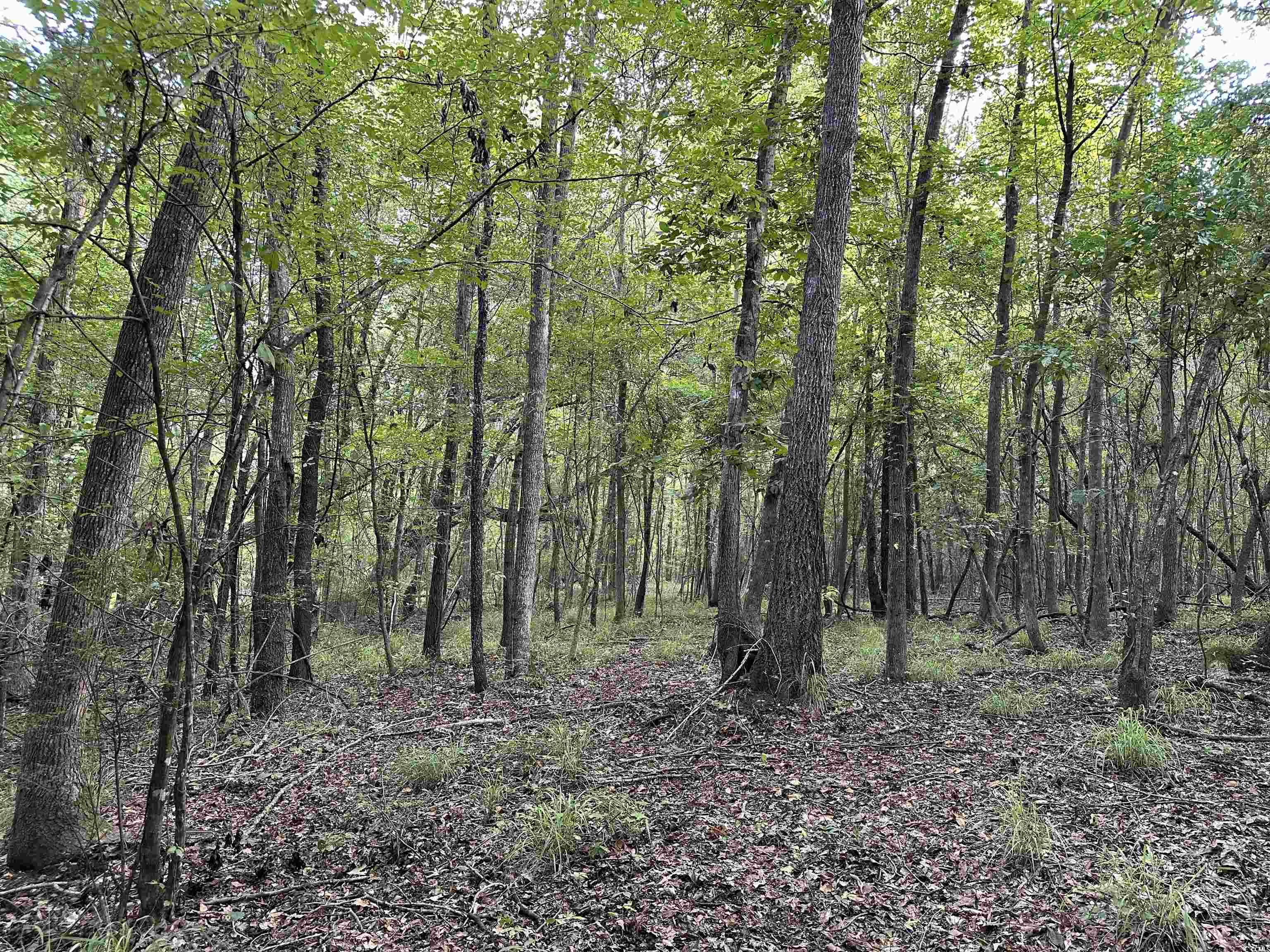Tbd Mackey Road Greeleyville, SC 29056 - Photo 7 of 36 Gallery Image 7