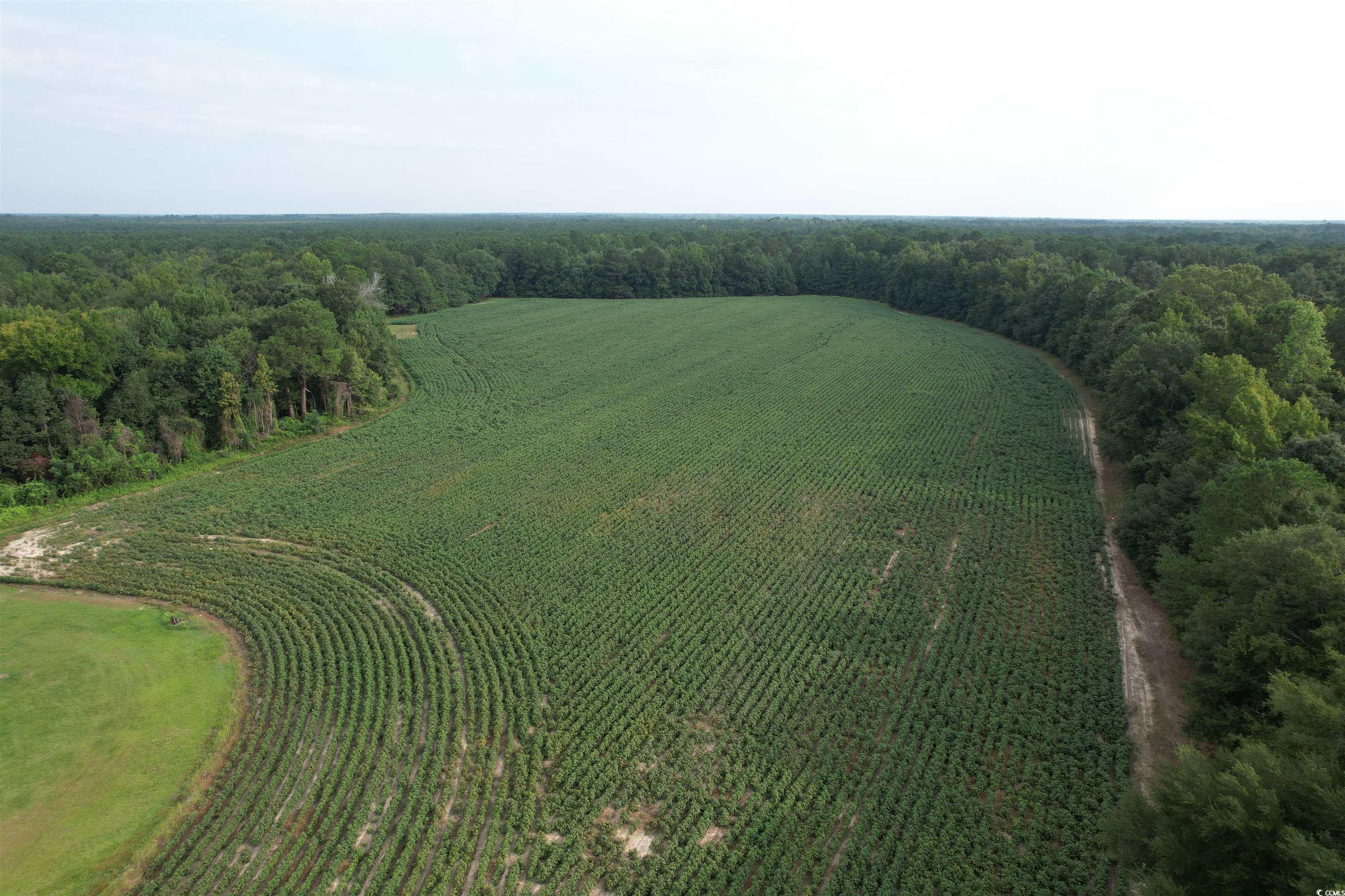 Tbd Mackey Road Greeleyville, SC 29056 - Photo 10 of 36 Gallery Image 10