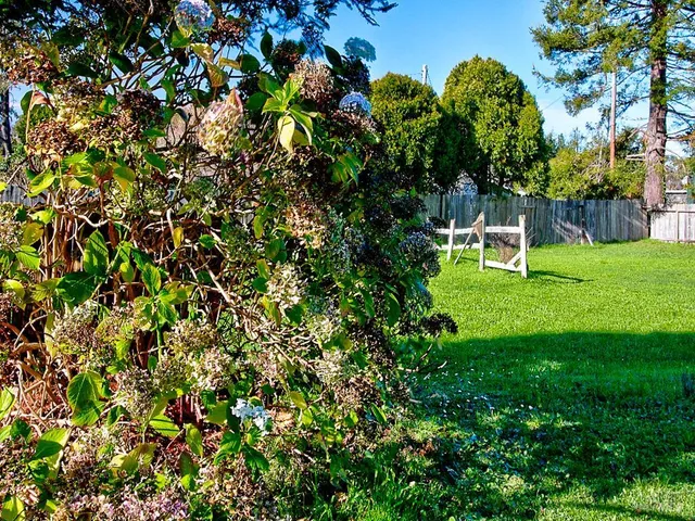 a view of a backyard with plants and large tree