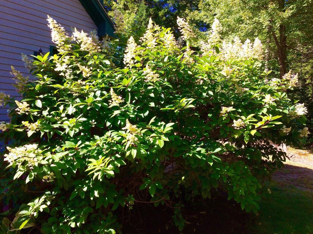 884 Tremont Road Bernard, ME 04612 - Photo 22 of 24 Beautiful fall blossoms!