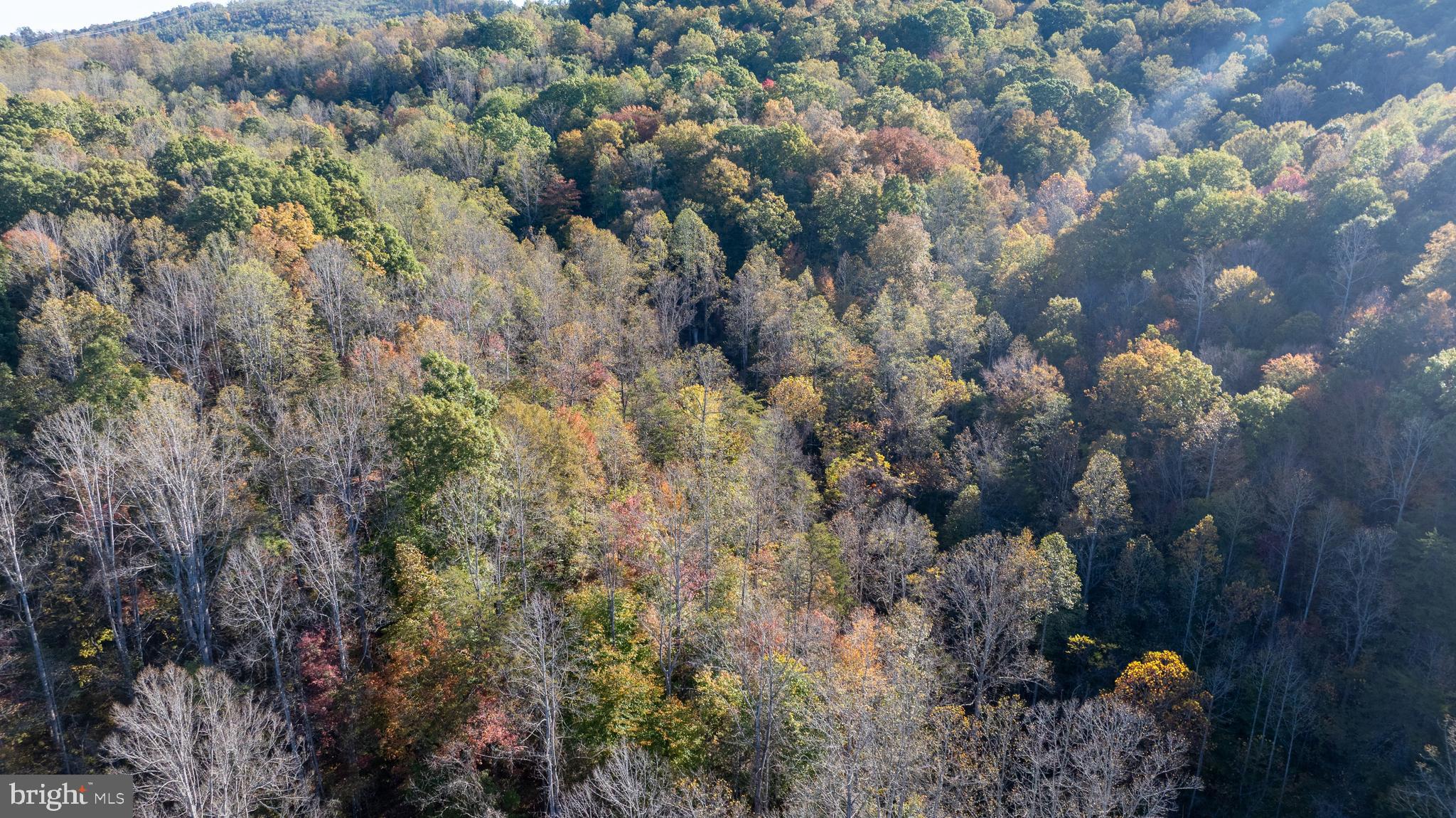 Republican Church, Unit 2 Ferrum, VA 24088 - Photo 30 of 48 a view of a forest
