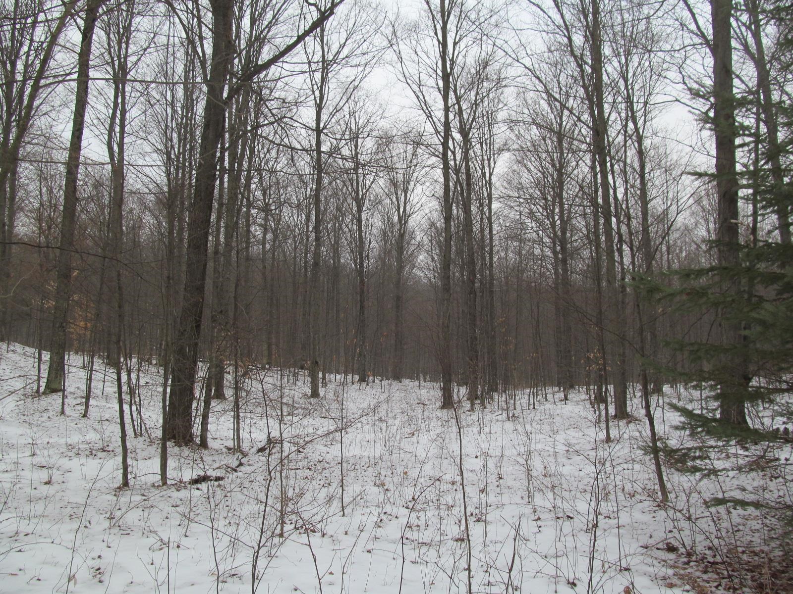 10-acres North 23 Road Mesick, MI 49668 - Photo 3 of 18