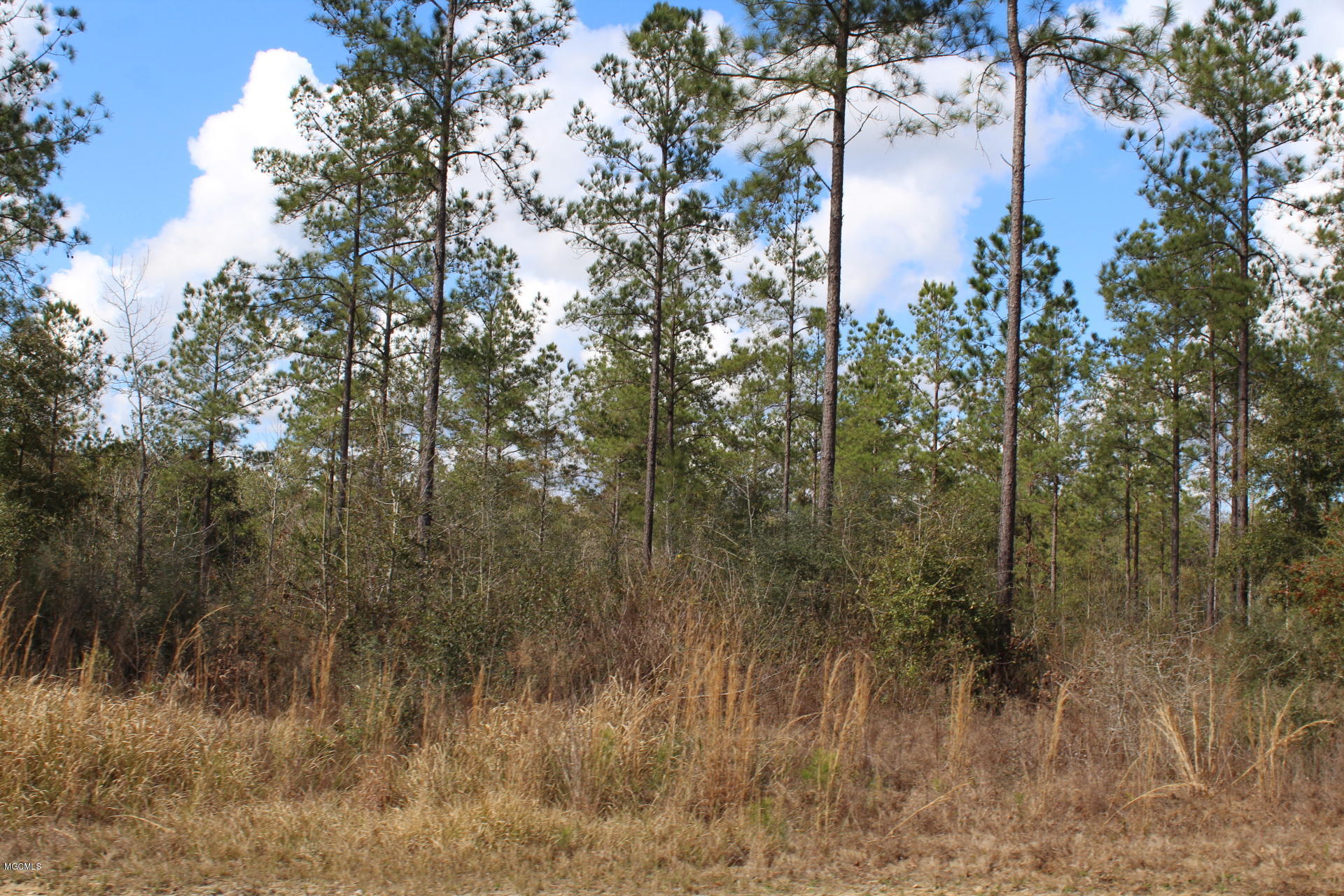 2.26-ac Hill Crest Road Lucedale, MS 39452 - Photo 5 of 5 IMG_0399