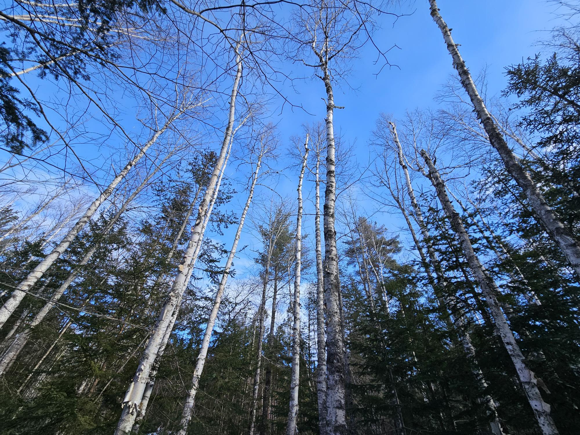 Lot7 Point Road Ellsworth, ME 04605 - Photo 1 of 29 20240214_130643