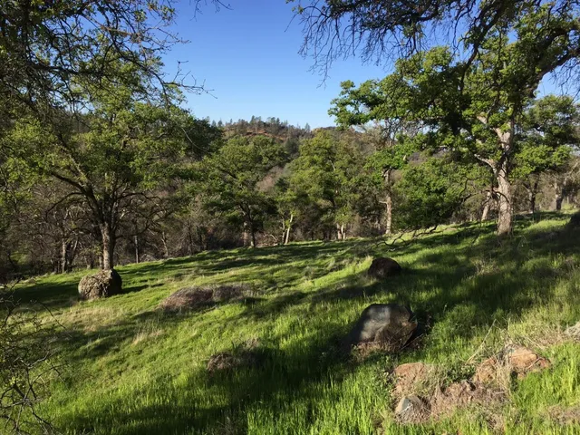 a view of a trees with a yard