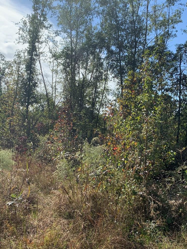0 West Foxworth Mill Road Sumter, SC 29153 - Photo 4 of 7
