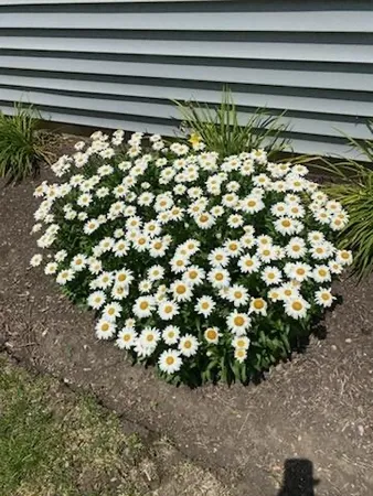 $365,000 | 21249 Lily Lake Lane, Crest Hill, IL 60403