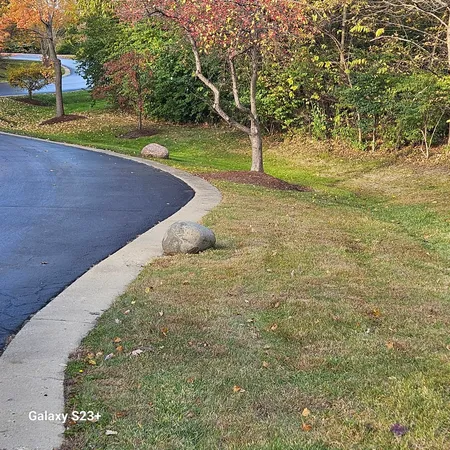 a view of a yard with trees