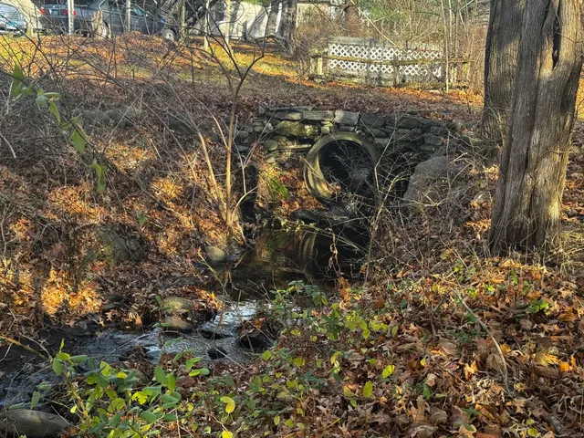 a view of a forest with a tree