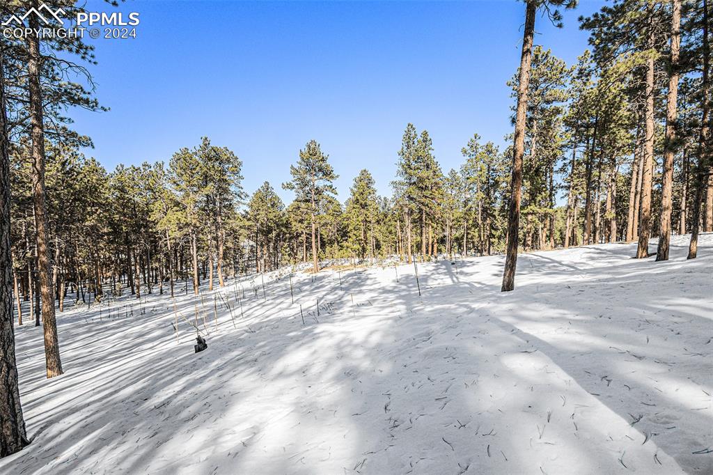 Evergreen Road Colorado Springs, CO 80921 - Photo 1 of 13 a view of road and trees
