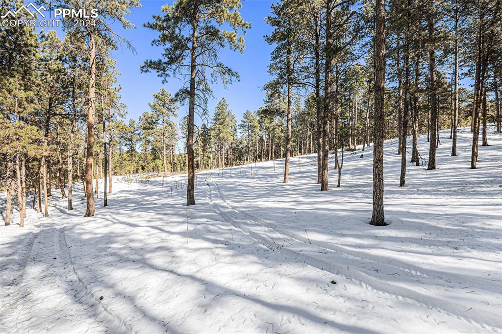 Evergreen Road Colorado Springs, CO 80921 - Photo 2 of 13 a view of road with trees