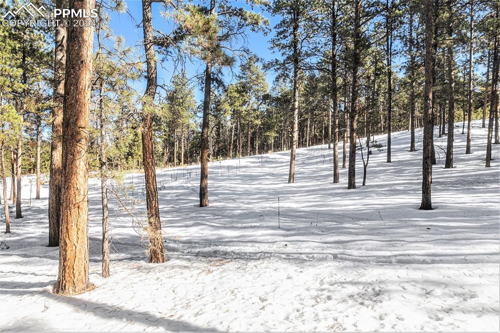 Evergreen Road Colorado Springs, CO 80921 - Photo 7 of 13 a view of a yard with trees