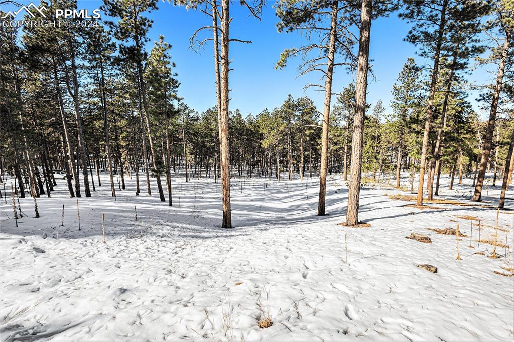 Evergreen Road Colorado Springs, CO 80921 - Photo 10 of 13 a view of a yard with trees