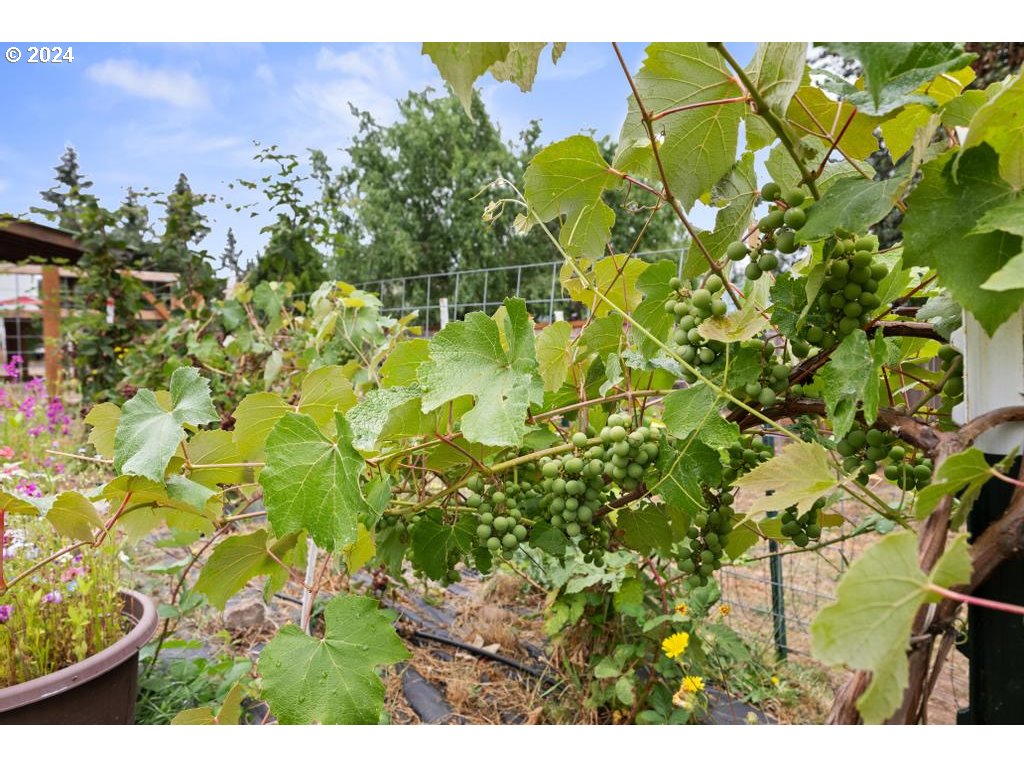 17762 South Redland Road Oregon City, OR 97045 - Photo 36 of 37 a backyard of a house with lots of green space