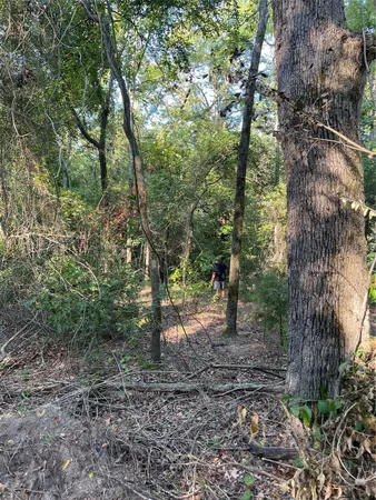 a view of a forest with trees