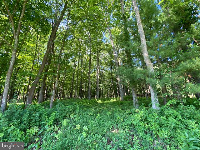 7216 Sang Run Road McHenry, MD 21541 - Photo 36 of 40 Back area with trees and privacy.
