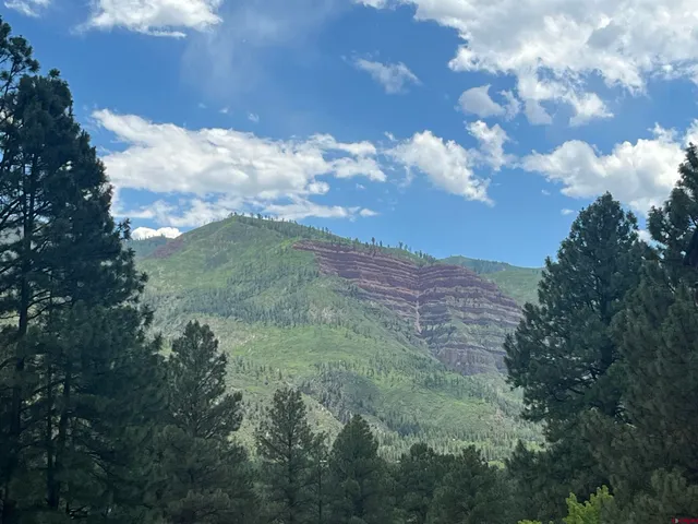 a view of a bunch of trees in a yard