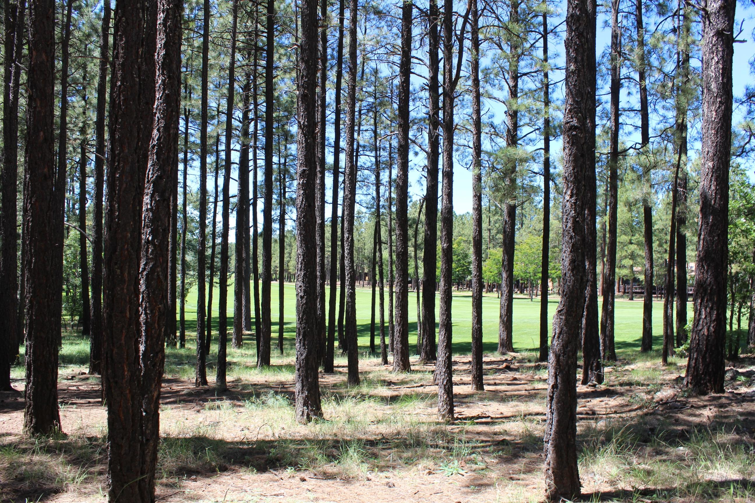 7262 White Oak Road Pinetop, AZ 85935 - Photo 3 of 8 Gallery Image 3