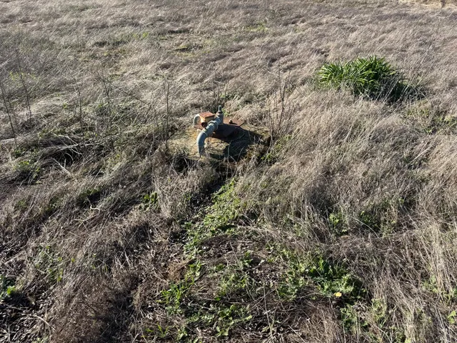 a view of a forest with a tree