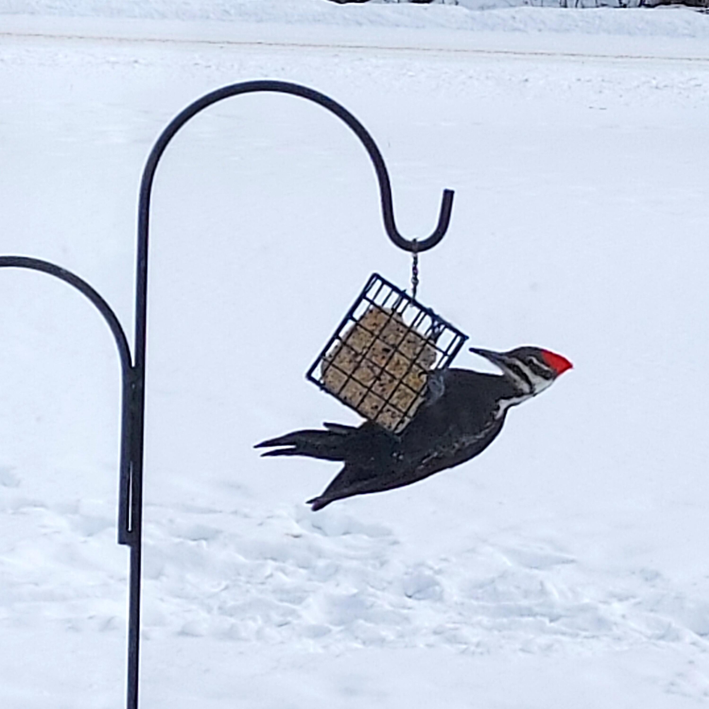 2939 Grant Siding Road Cheboygan, MI 49721 - Photo 44 of 54 Woodpecker