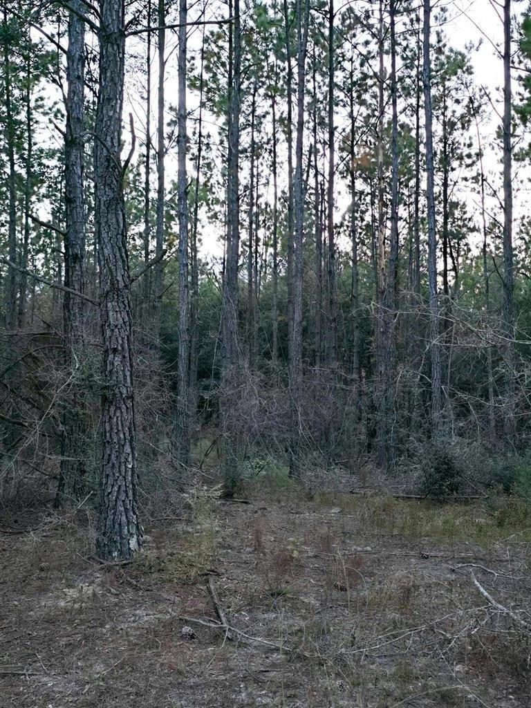 0 Gopher Ridge Road Samson, AL 36477 - Photo 1 of 2