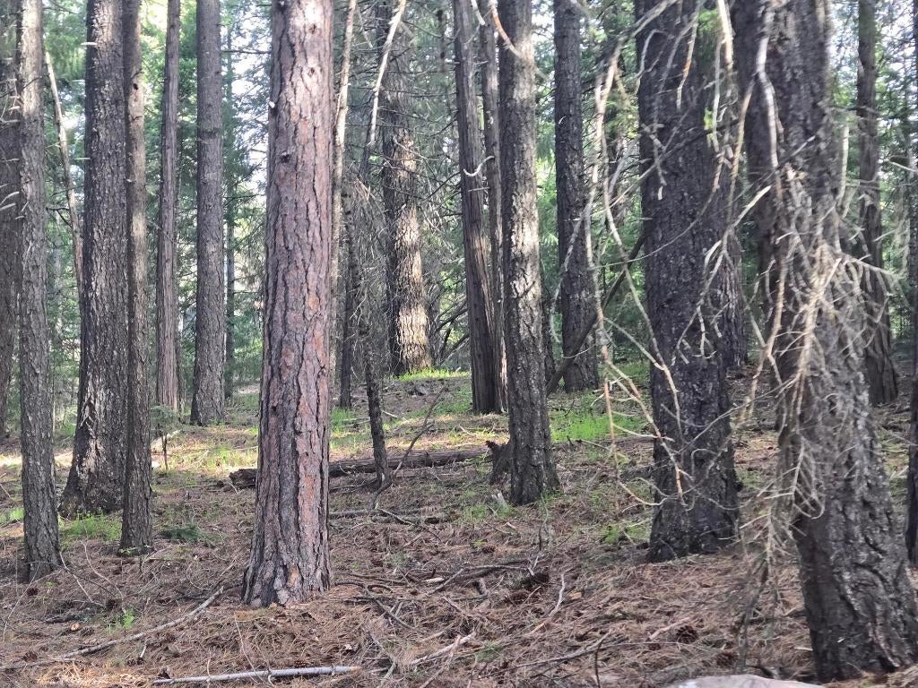 2017 North Old Stage Road Mount Shasta, CA 96067 - Photo 5 of 8 Gallery Image 5