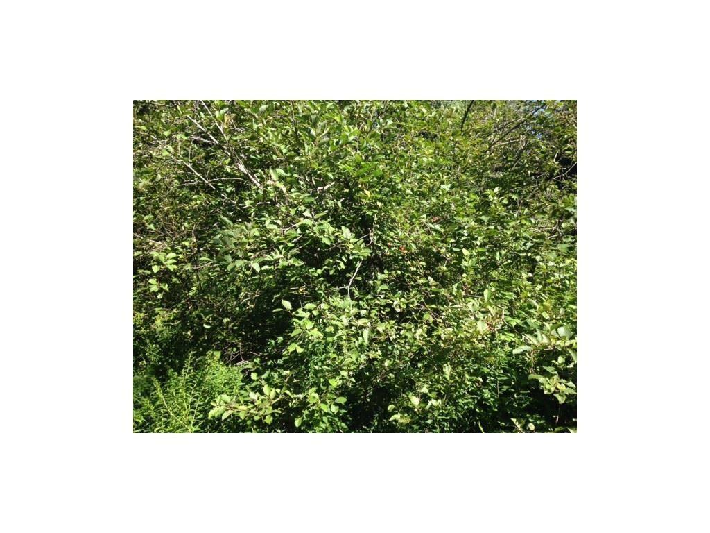 Lot 05 Old Stage Road Woolwich, ME 04579 - Photo 8 of 8 Photo