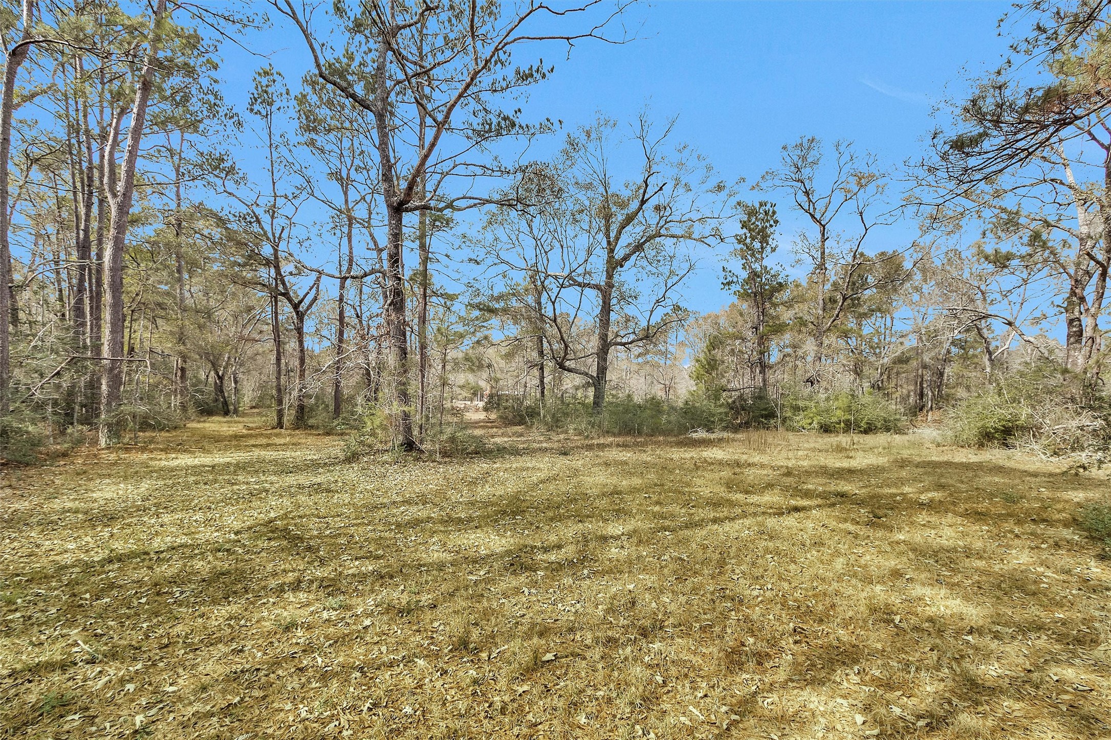 10067 White Rock Road Conroe, TX 77306 - Photo 42 of 46 a view of a yard with large trees
