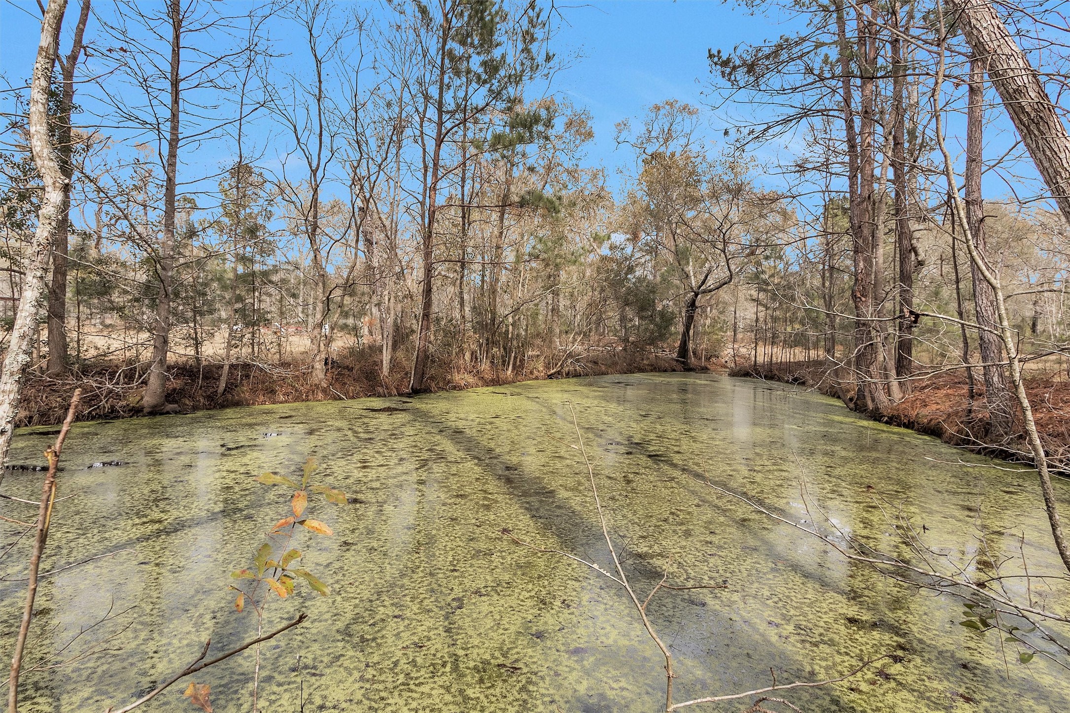 10067 White Rock Road Conroe, TX 77306 - Photo 43 of 46 a view of yard