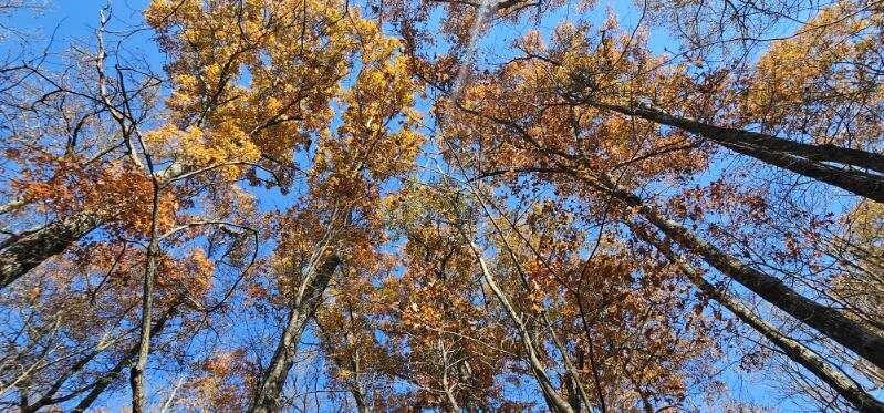 0 Woods Road Dunlap, TN 37327 - Photo 15 of 20 image000003