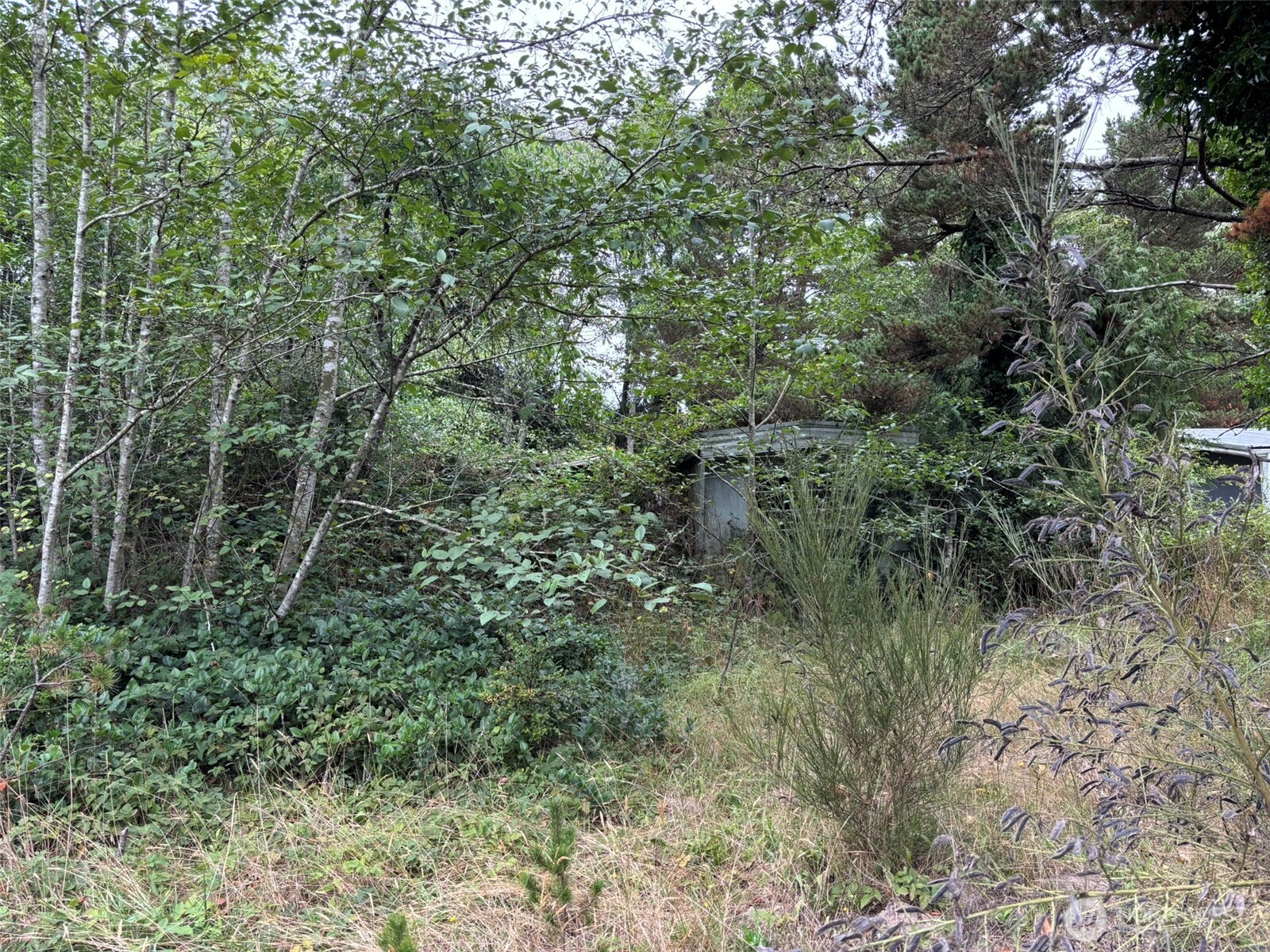 0 Wa-105 Grayland, WA 98547 - Photo 12 of 17 a view of a forest with lots of trees
