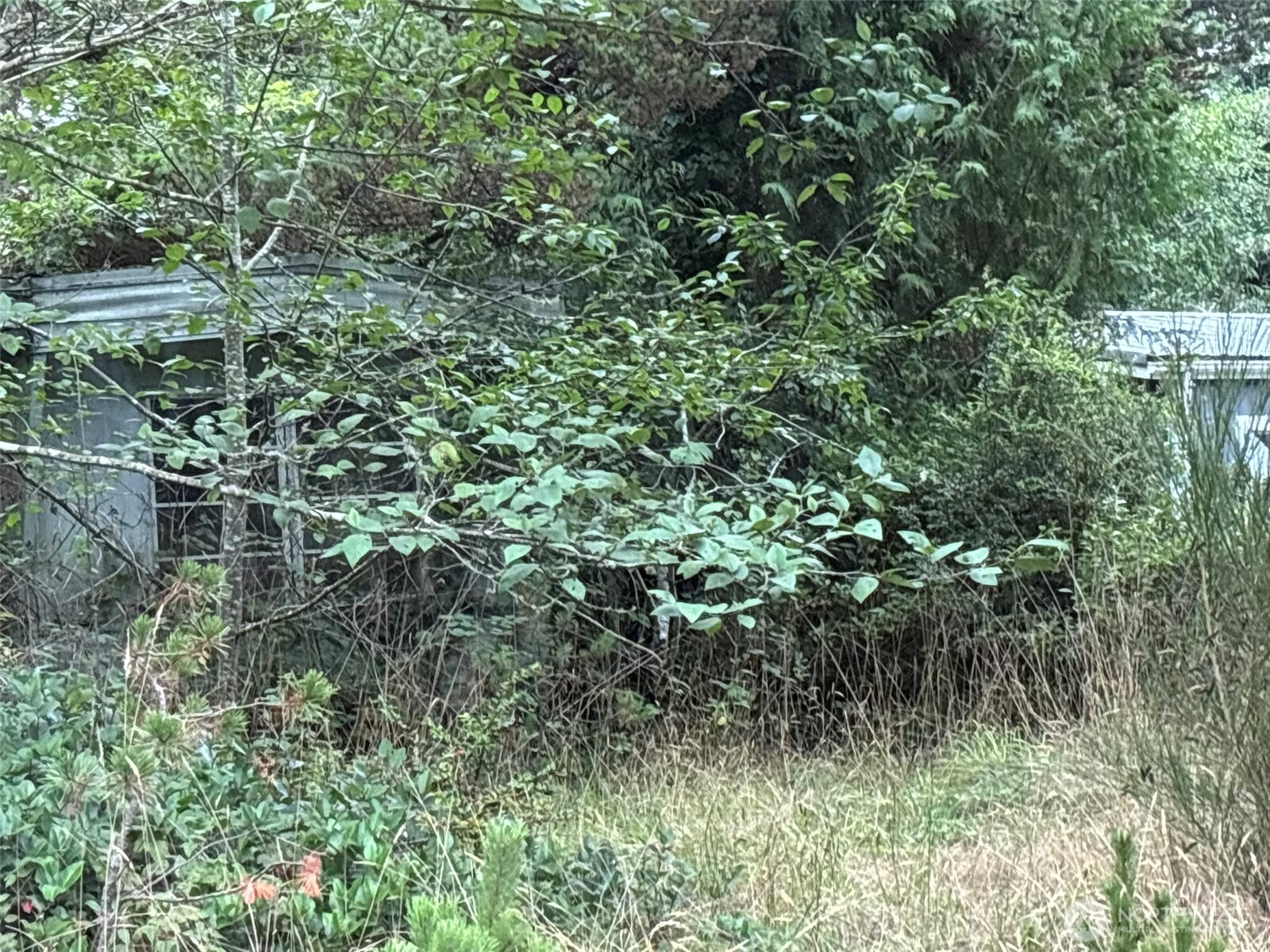 0 Wa-105 Grayland, WA 98547 - Photo 13 of 17 a view of a forest with a tree