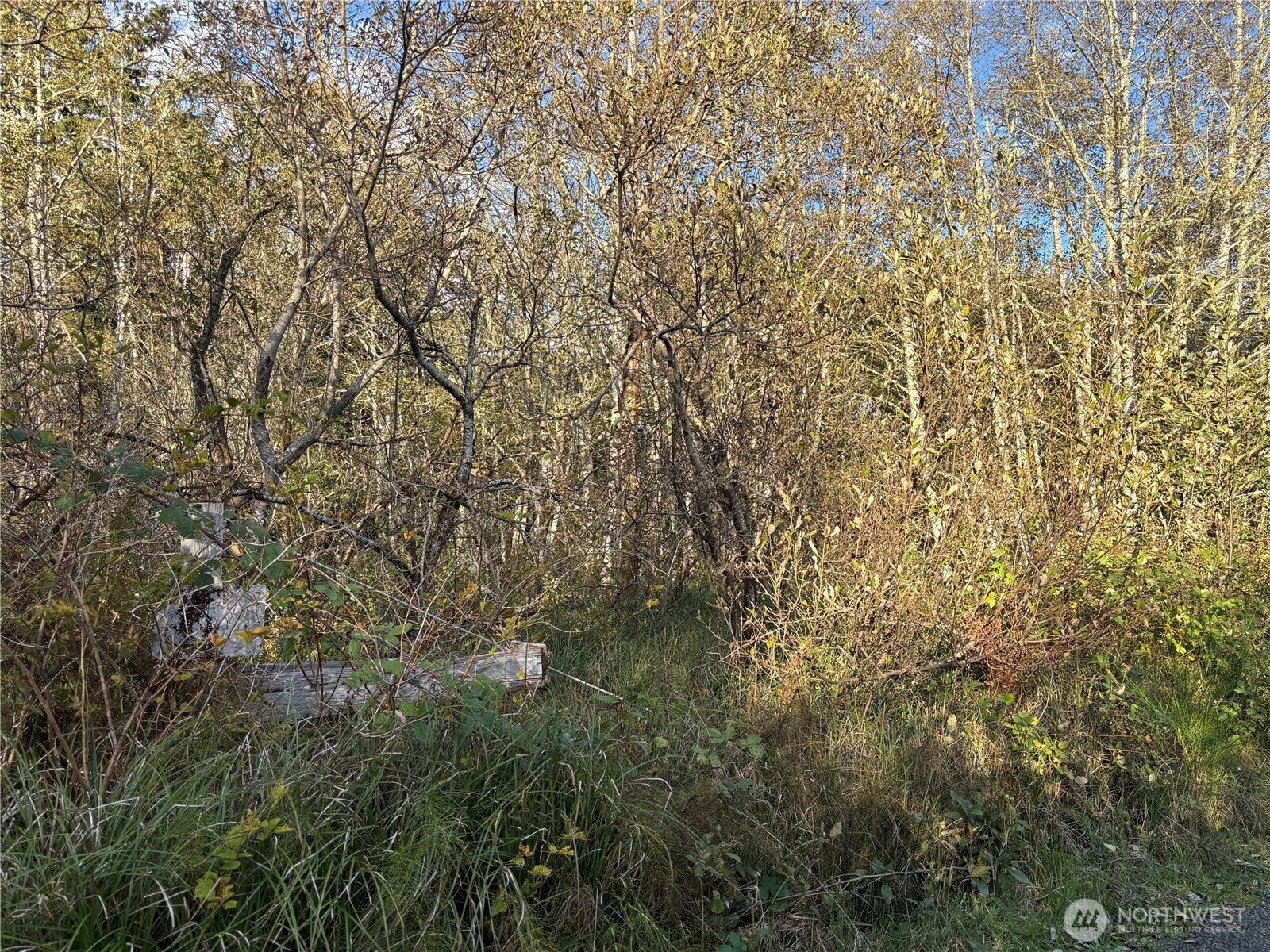 0 Wa-105 Grayland, WA 98547 - Photo 5 of 17 a view of a yard with a tree