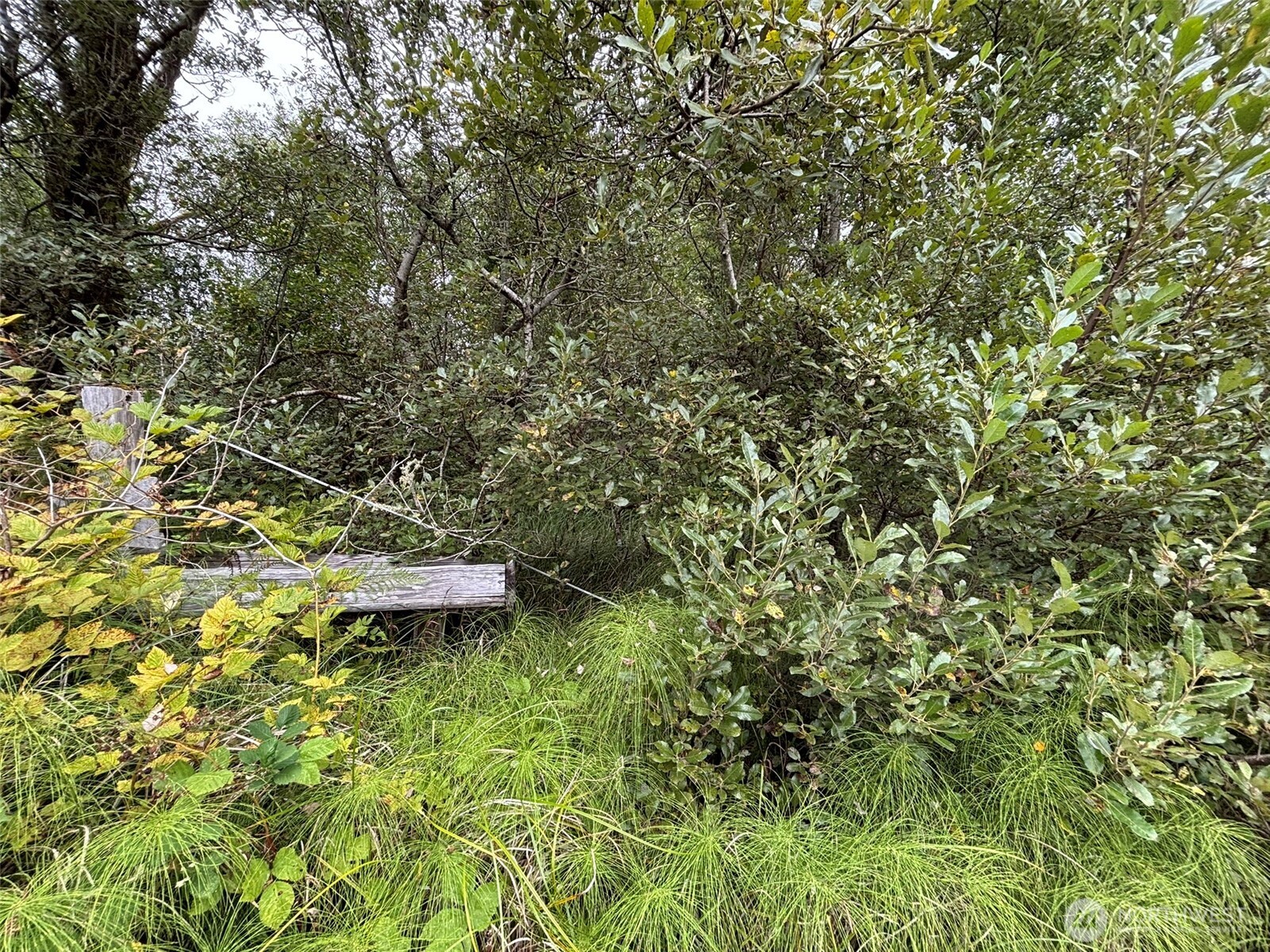 0 Wa-105 Grayland, WA 98547 - Photo 6 of 17 a backyard of a house with a table and chairs