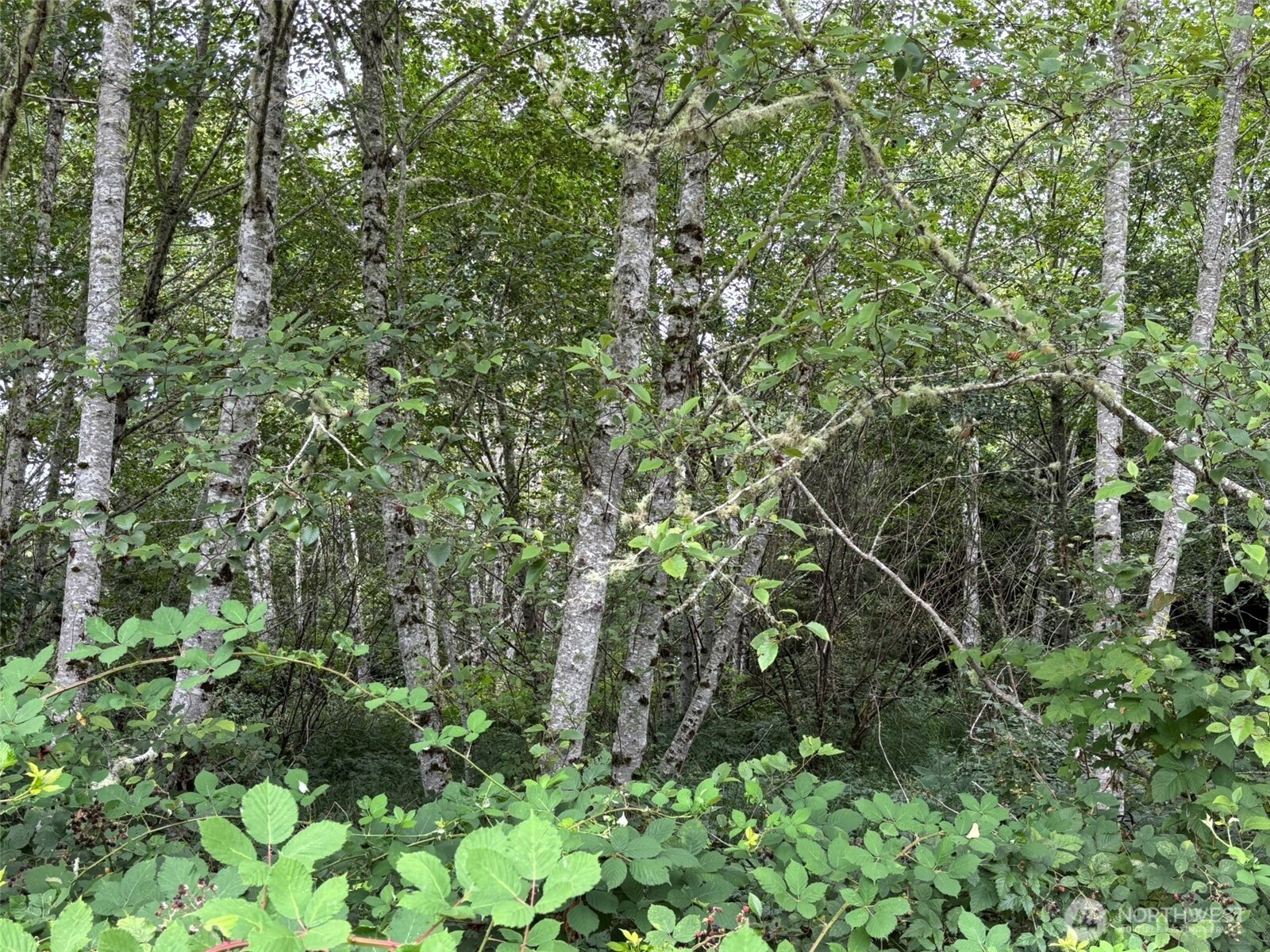 0 Wa-105 Grayland, WA 98547 - Photo 10 of 17 a view of a lush green forest