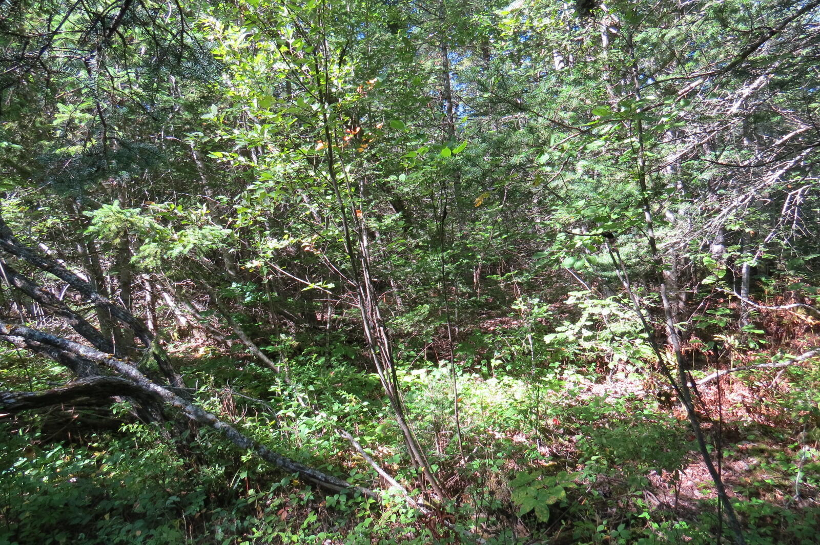 176 Morrison Farm Road Mariaville, ME 04605 - Photo 5 of 7 5