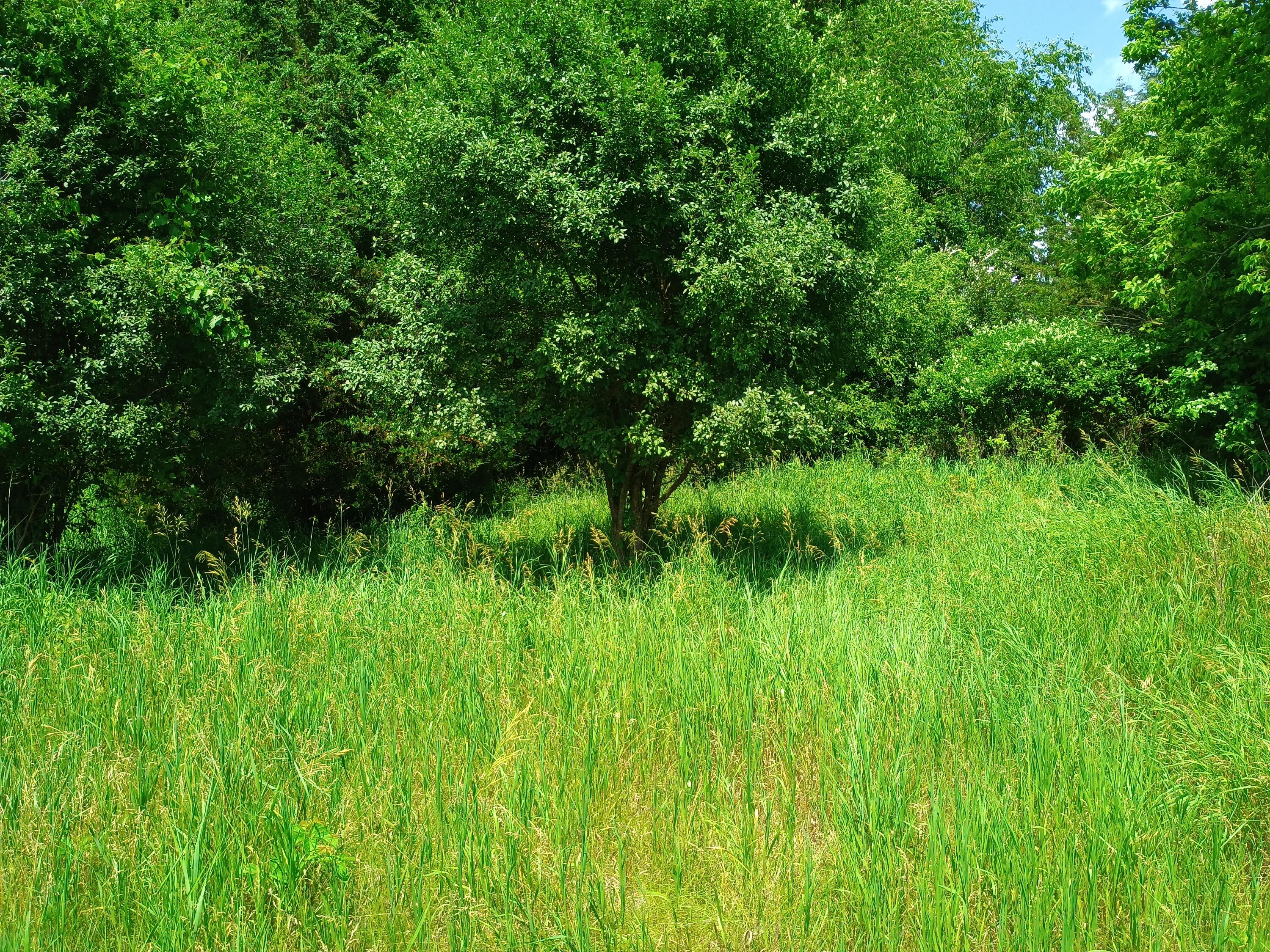 0 Huggins Road Michigan Center, MI 49254 - Photo 3 of 9 1000000183