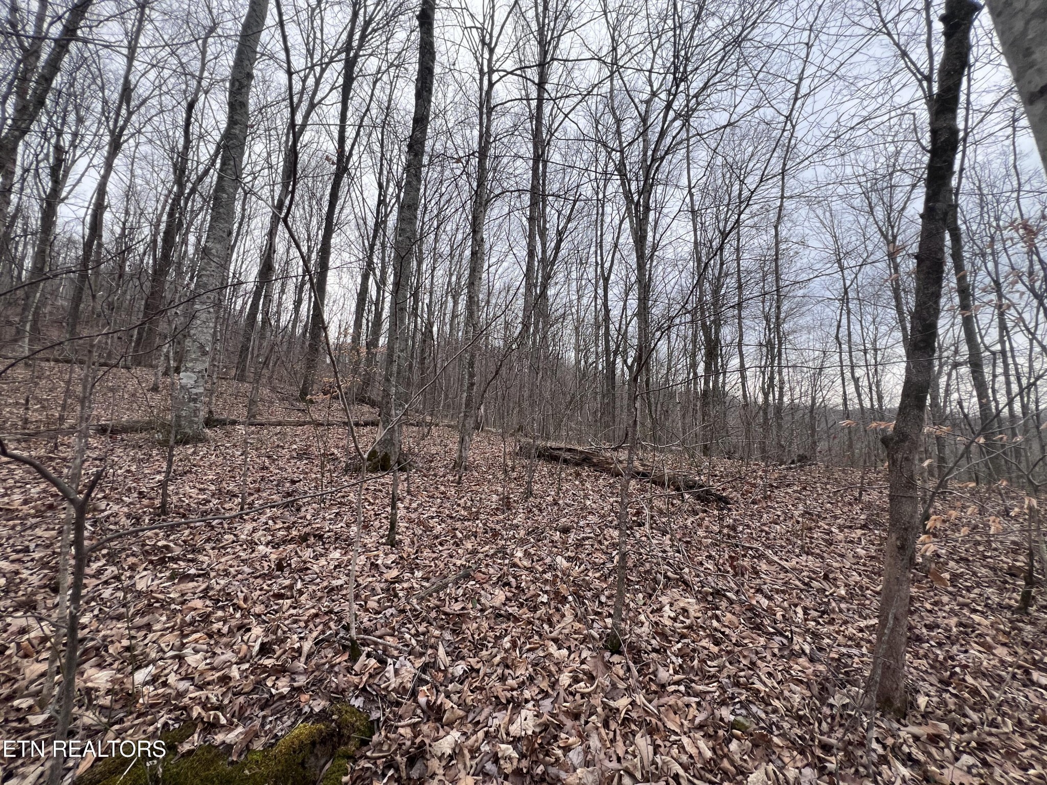 0 Lot 62 Apache Road Jamestown, TN 38556 - Photo 12 of 19 a backyard of a house with lots of green space