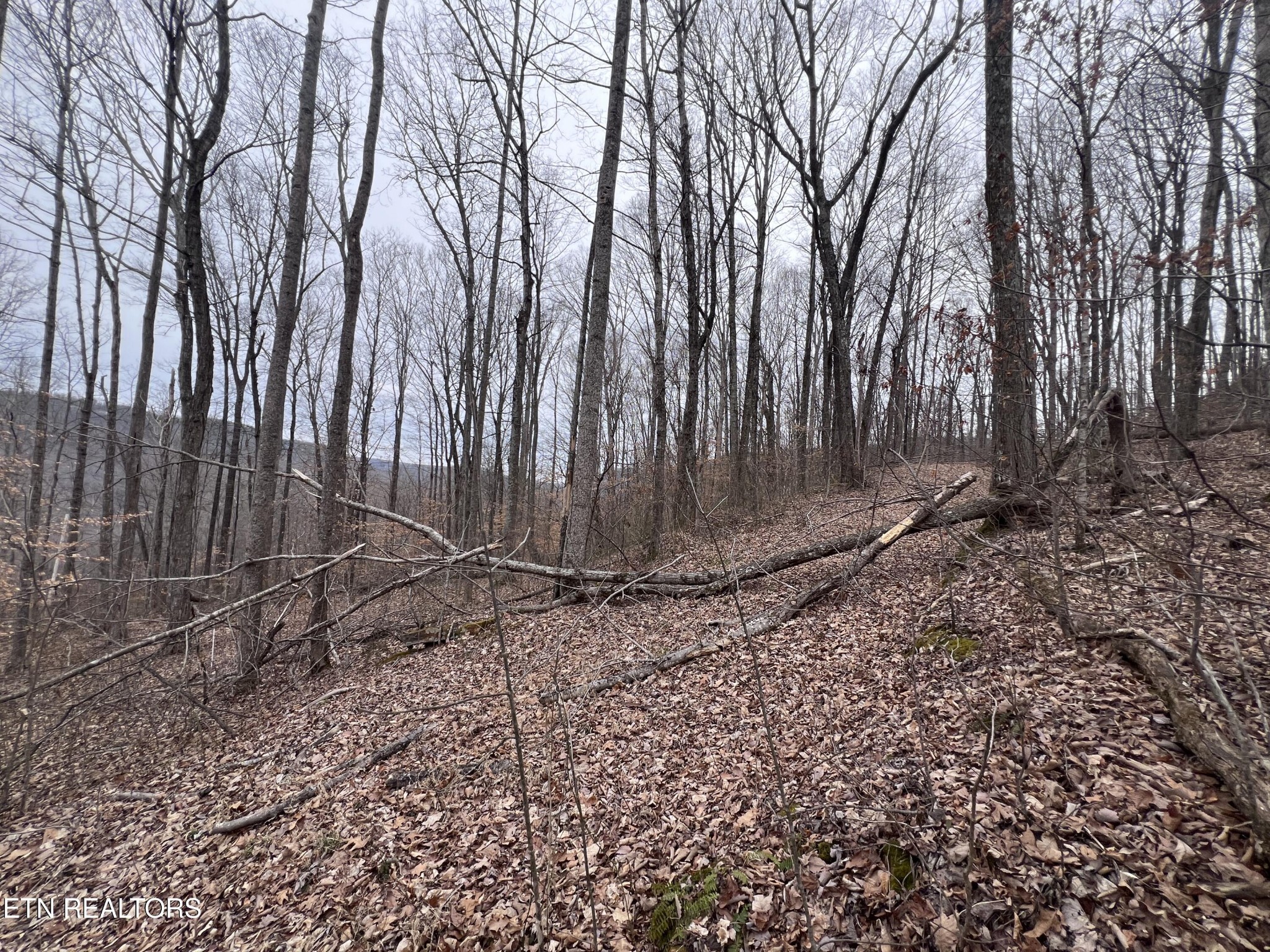 0 Lot 62 Apache Road Jamestown, TN 38556 - Photo 14 of 19 a backyard of a house with lots of green space
