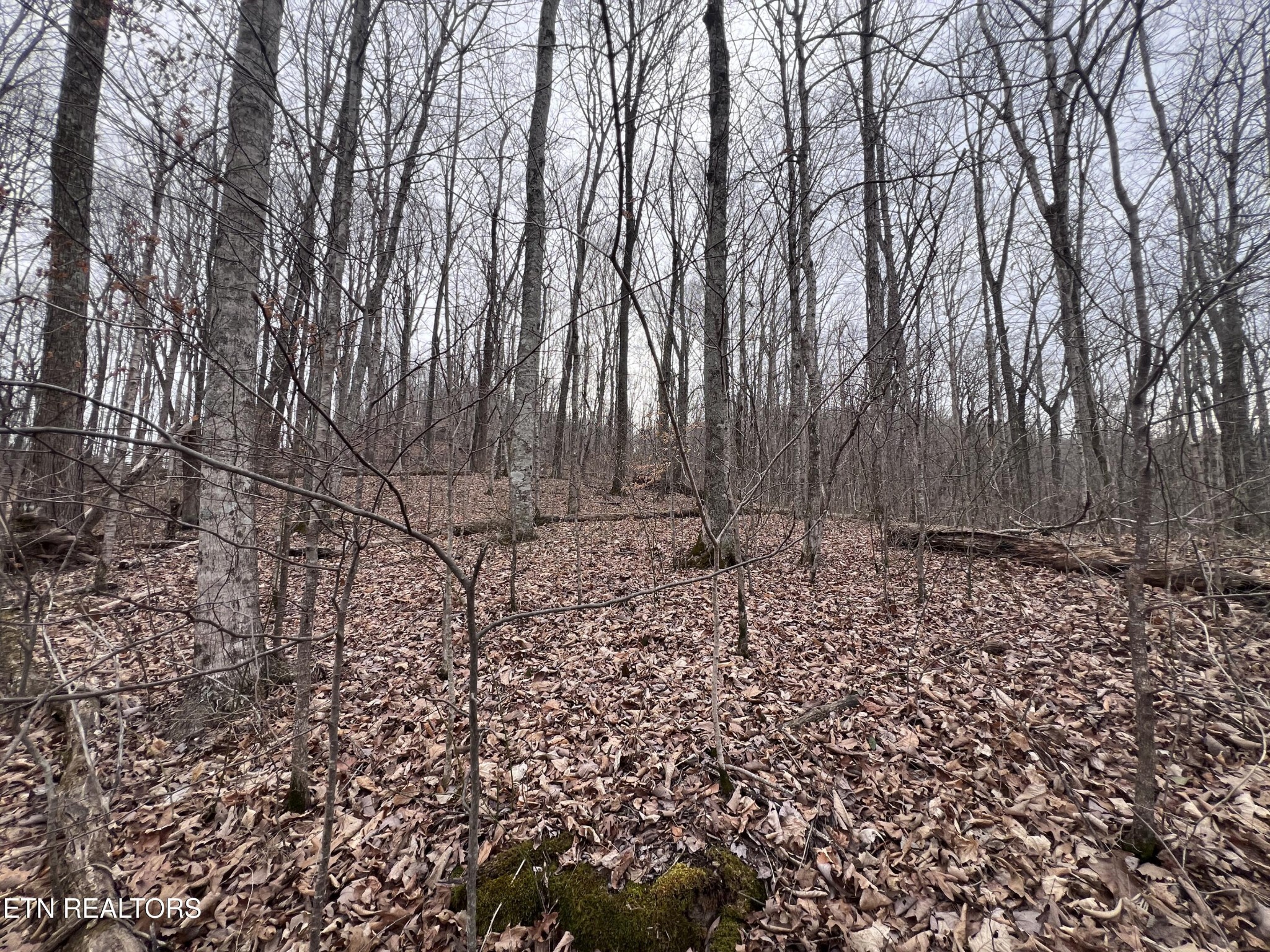 0 Lot 62 Apache Road Jamestown, TN 38556 - Photo 15 of 19 a view of a yard with large trees